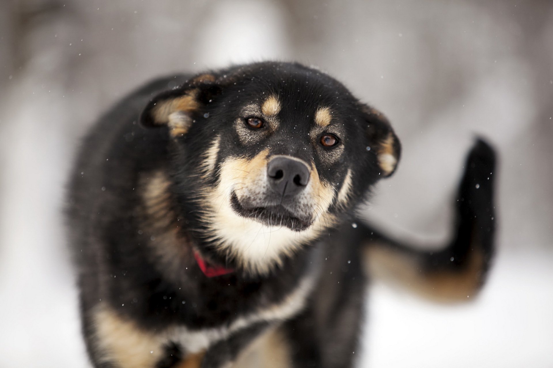 chien regard ami