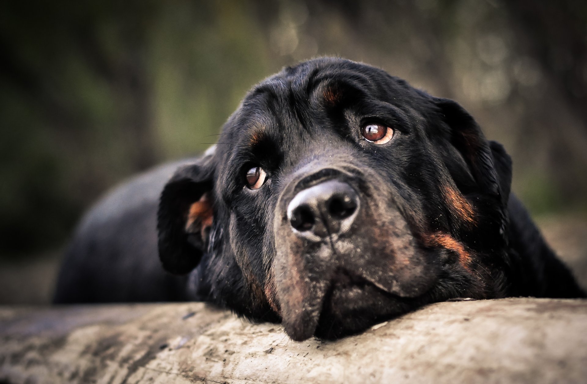 animale cane rottweiler testa muso vista