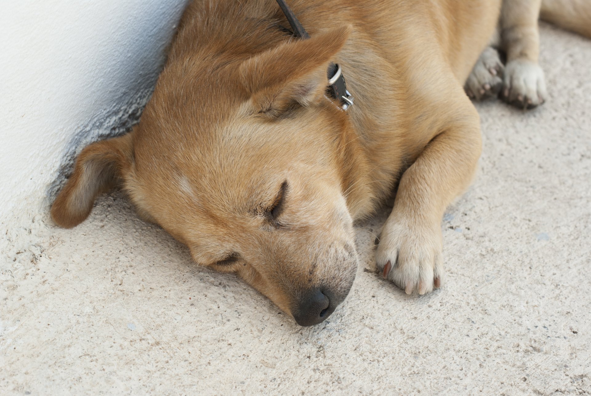 animaux chien dormir santorin mignon roux