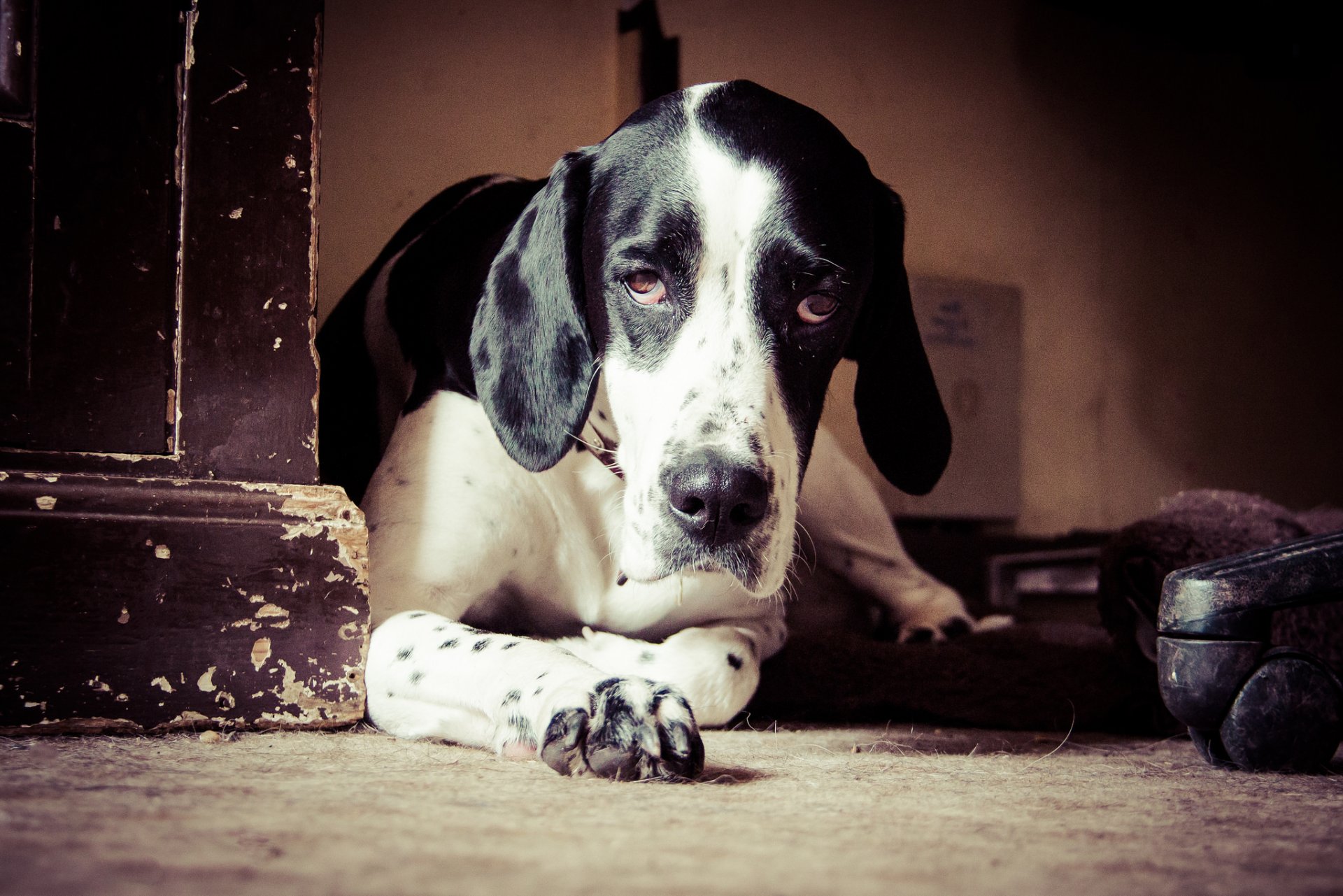 cane sguardo amico