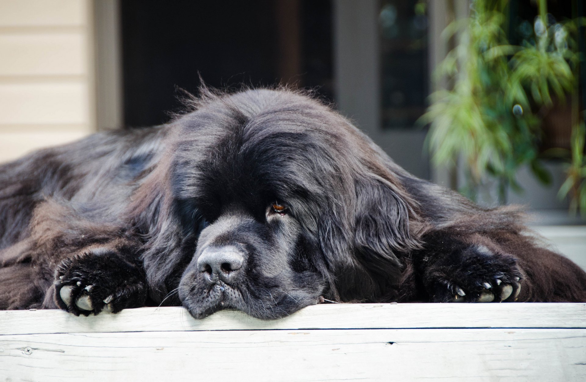 neufundland hund taucher