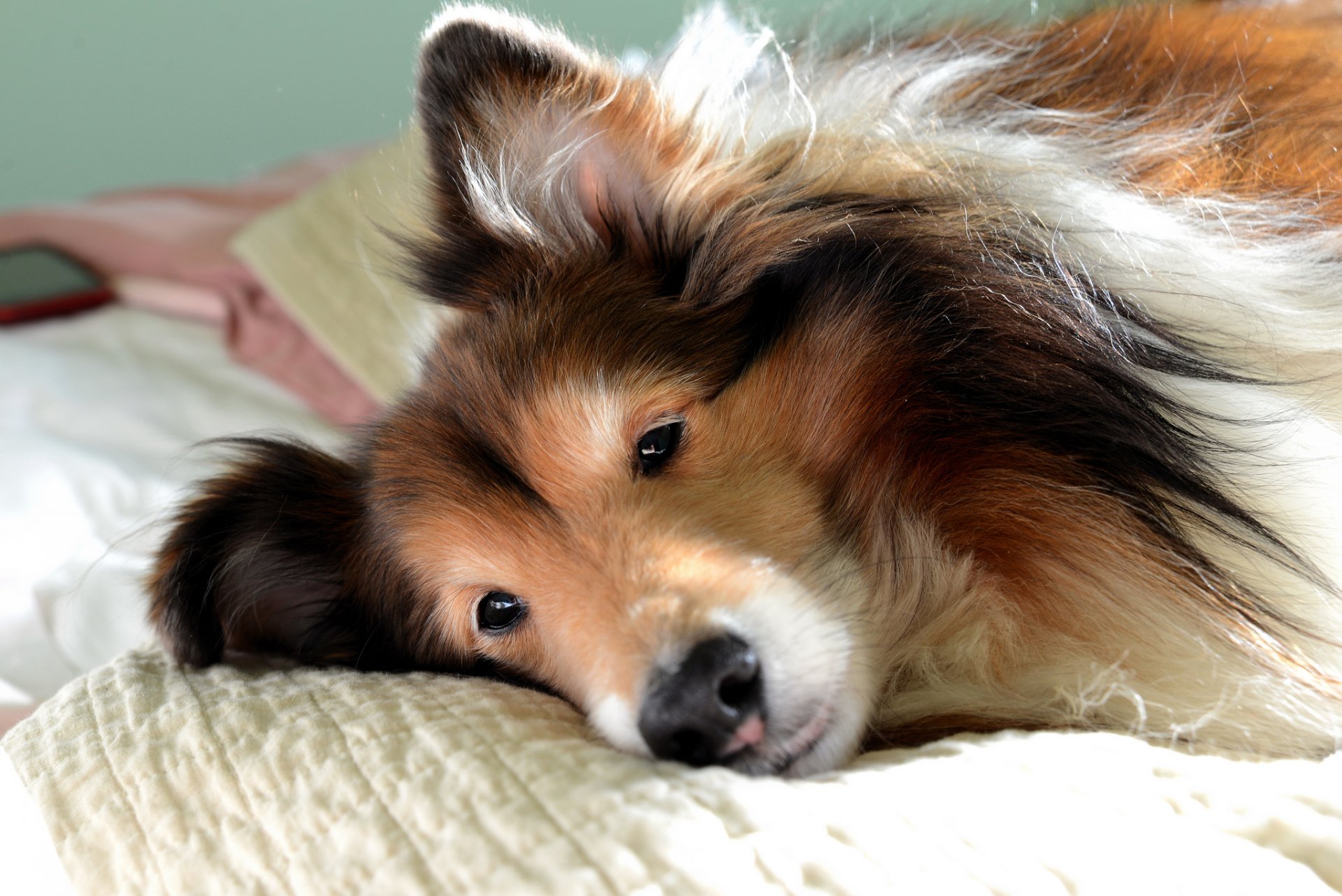 chien collie vue museau