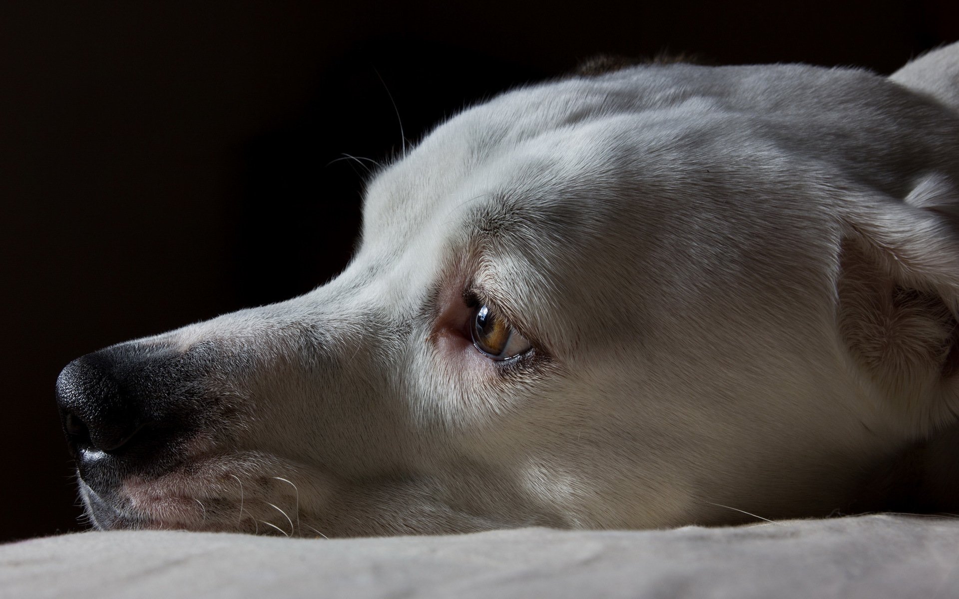 chien regard ami