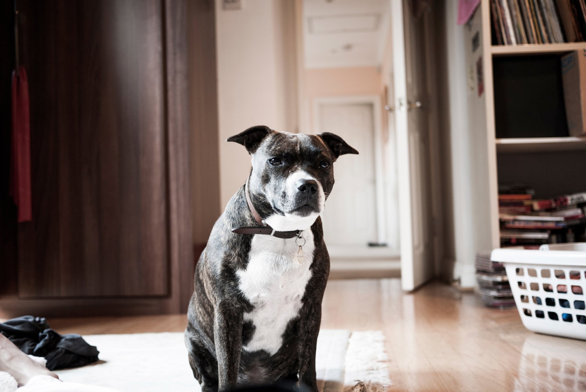 amigo habitación collar perro