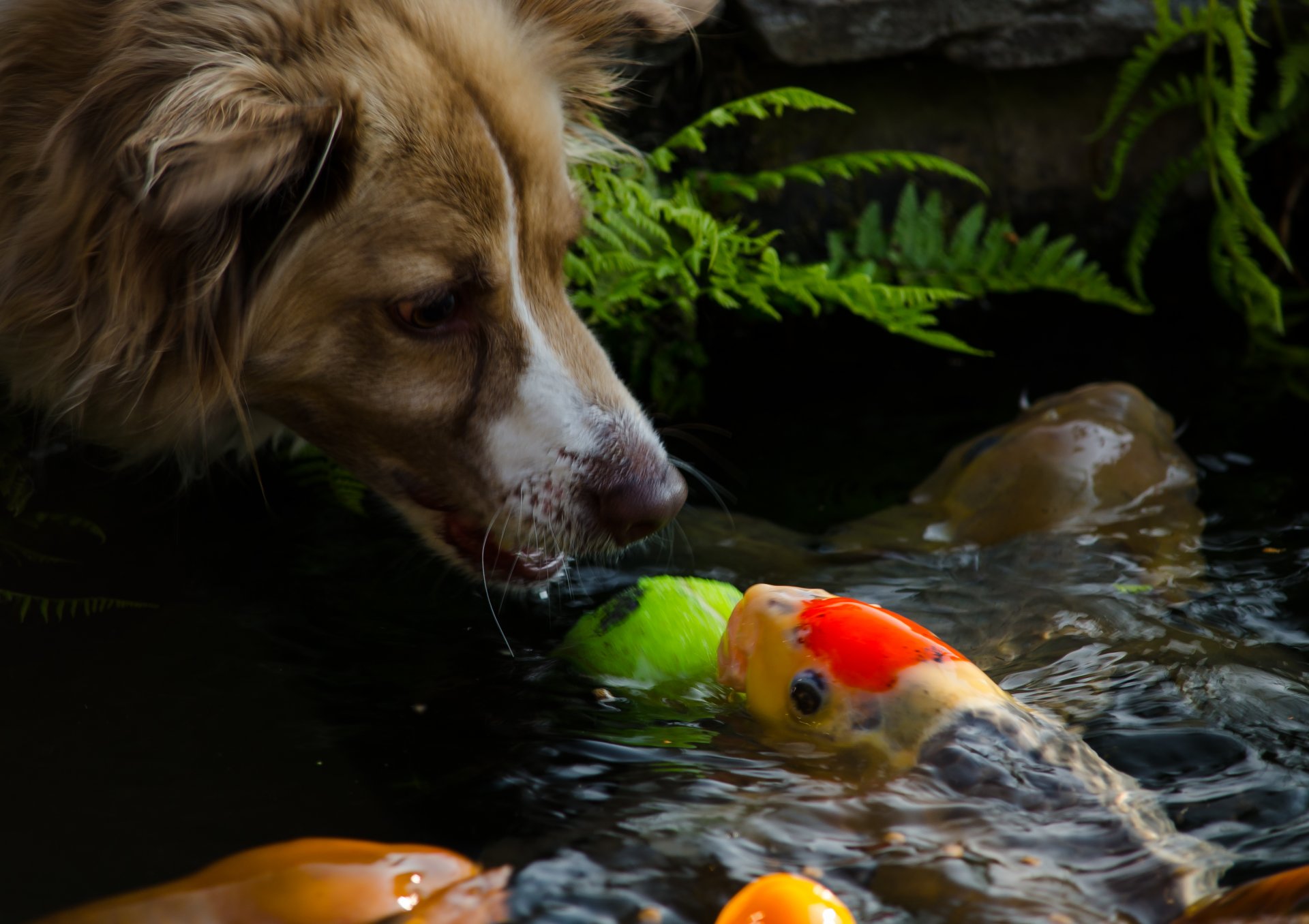 chien chien museau museau poisson eau humeur