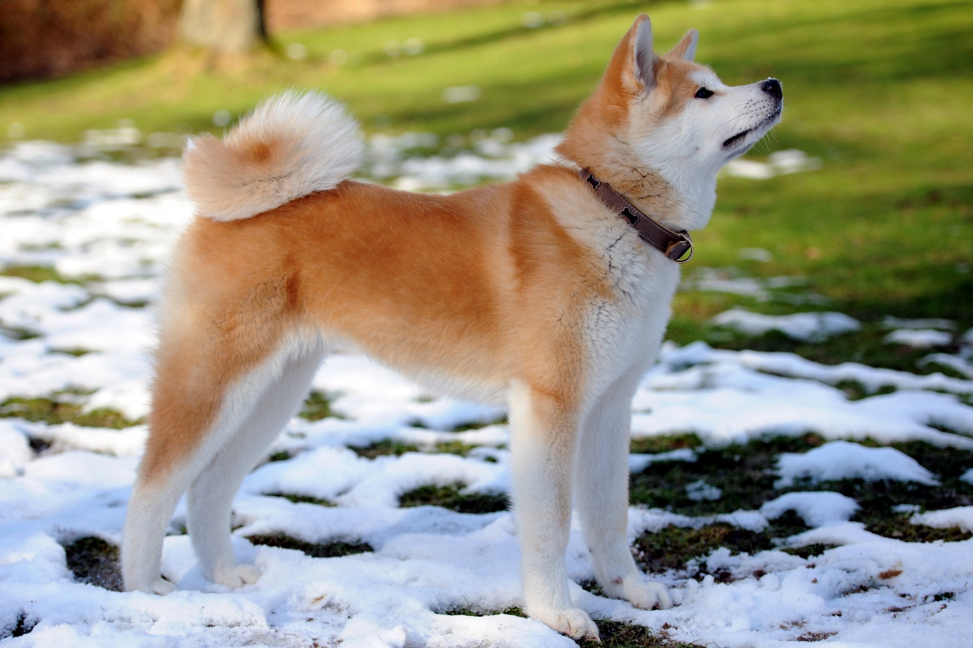 pies szczeniak przyjaciel akita inu obroża wiosna śnieg