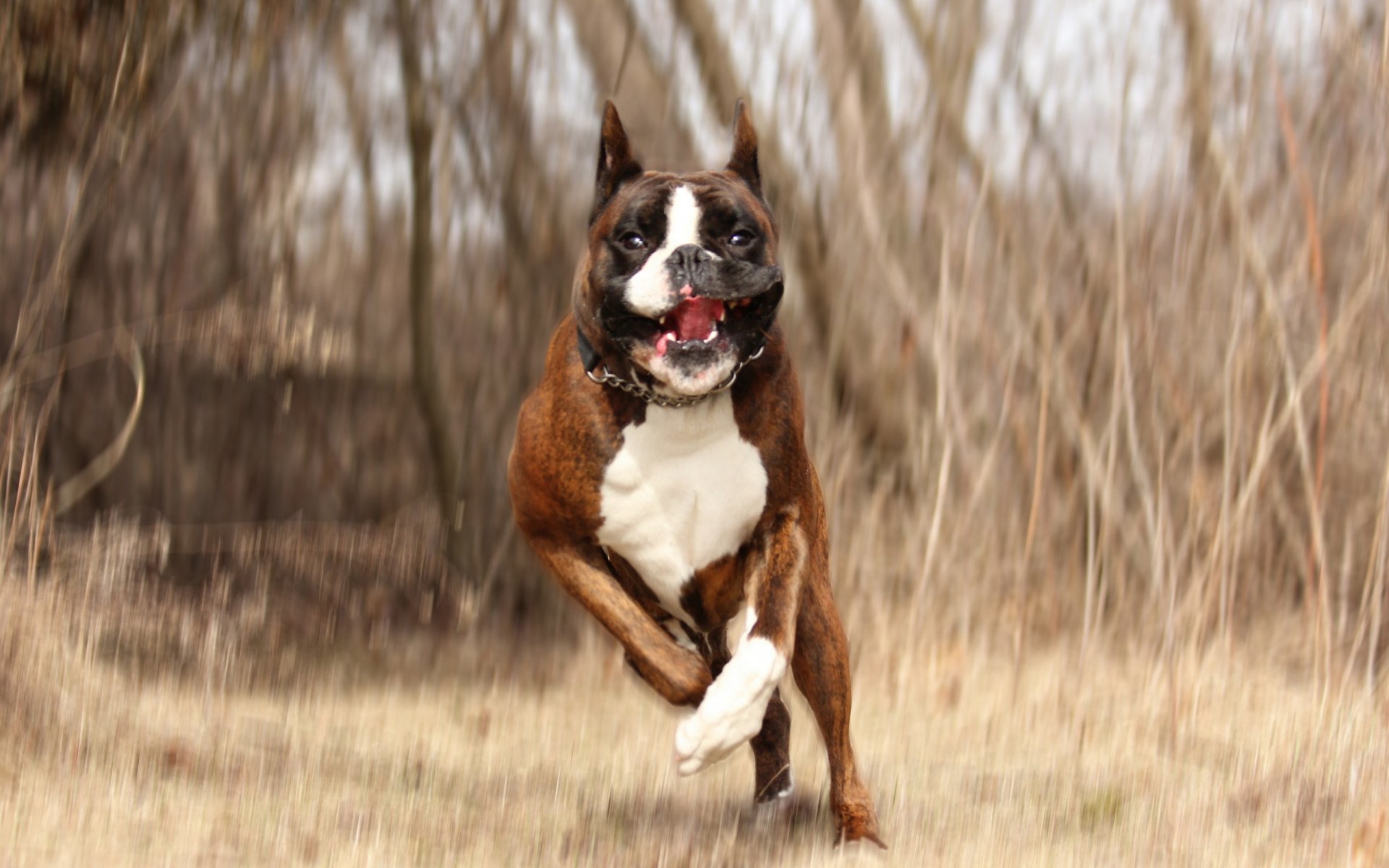 chien courir fond