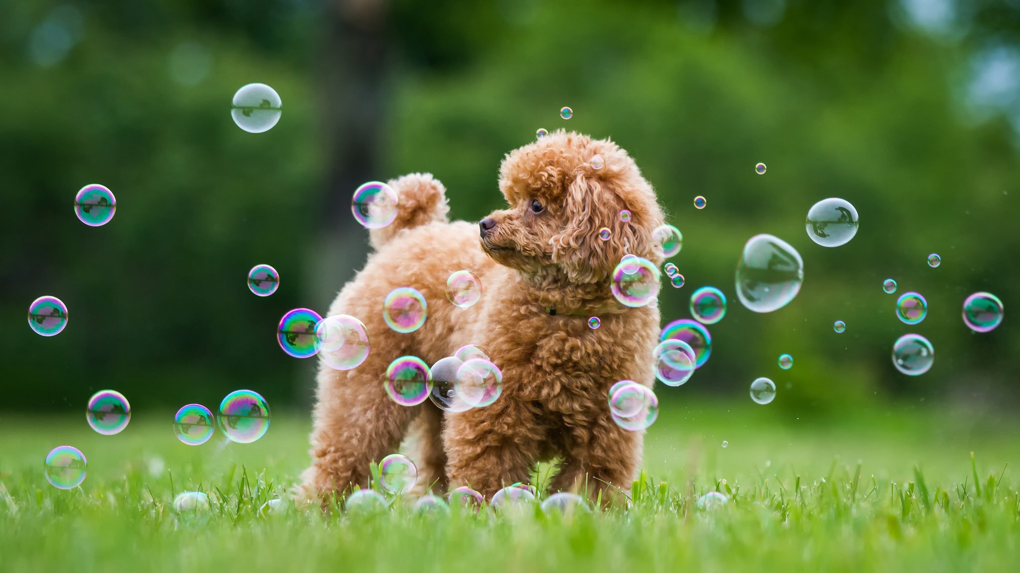 pudel hund seifenblasen gras grüns sommer