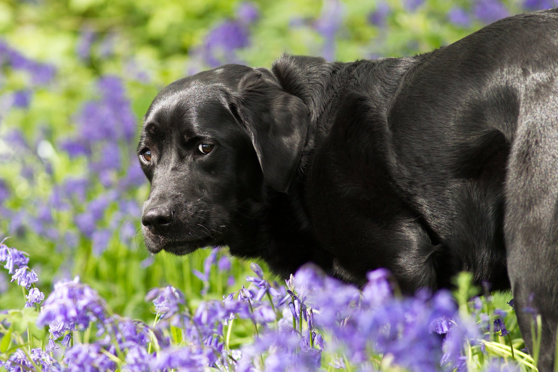 hund blick freund groll