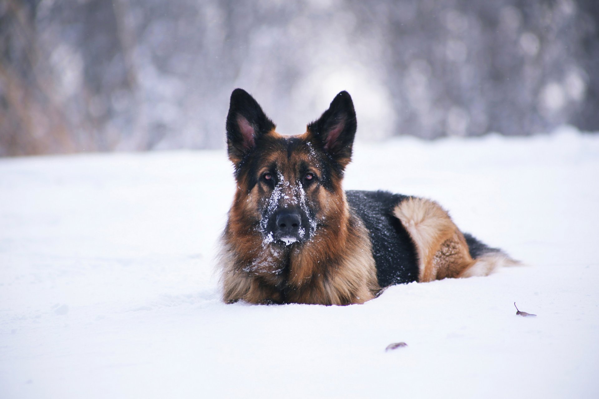 ami neige chien