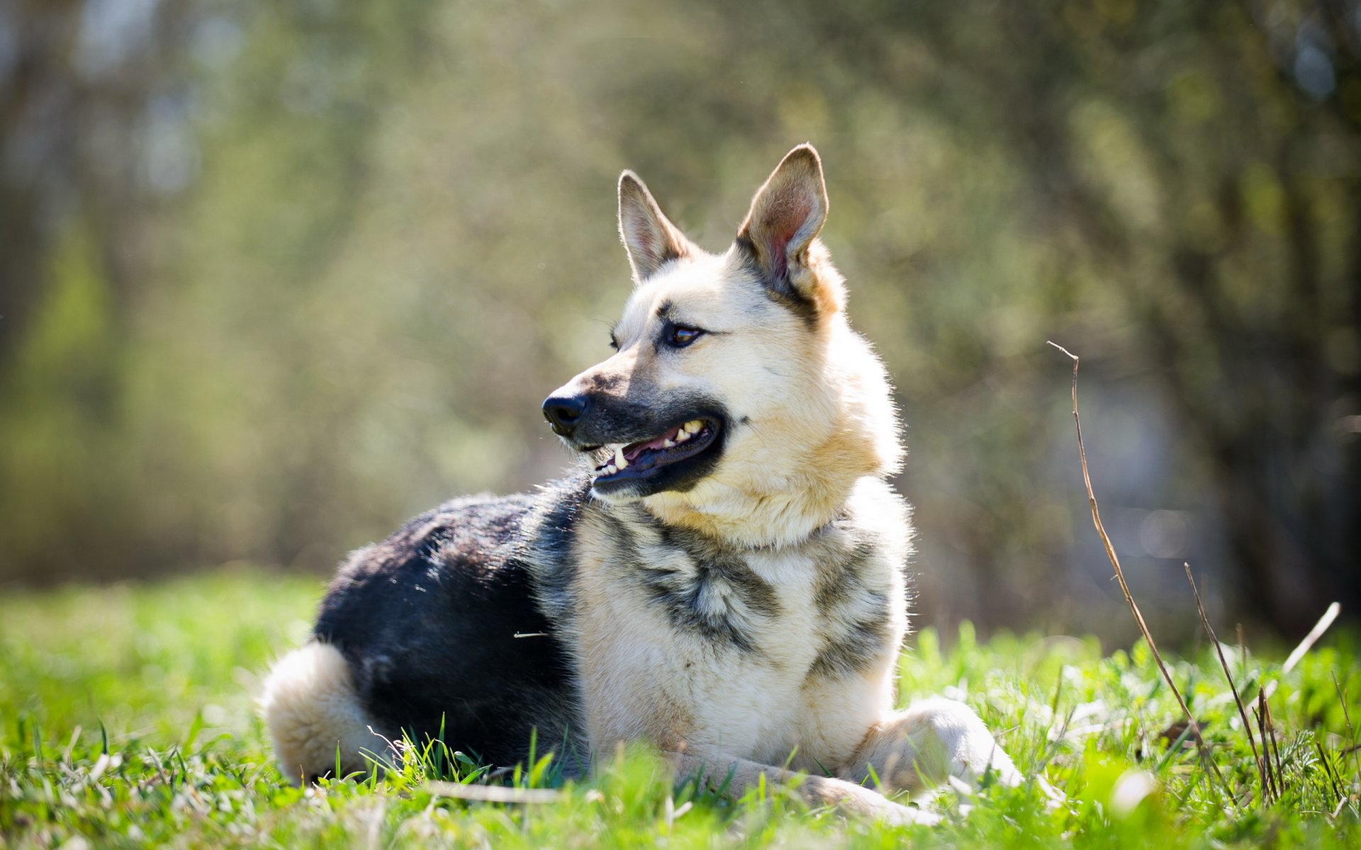 hund blick freund