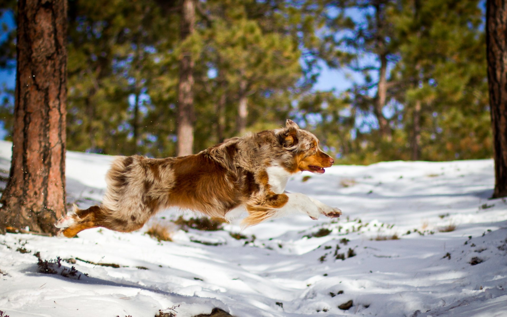 dog forest running