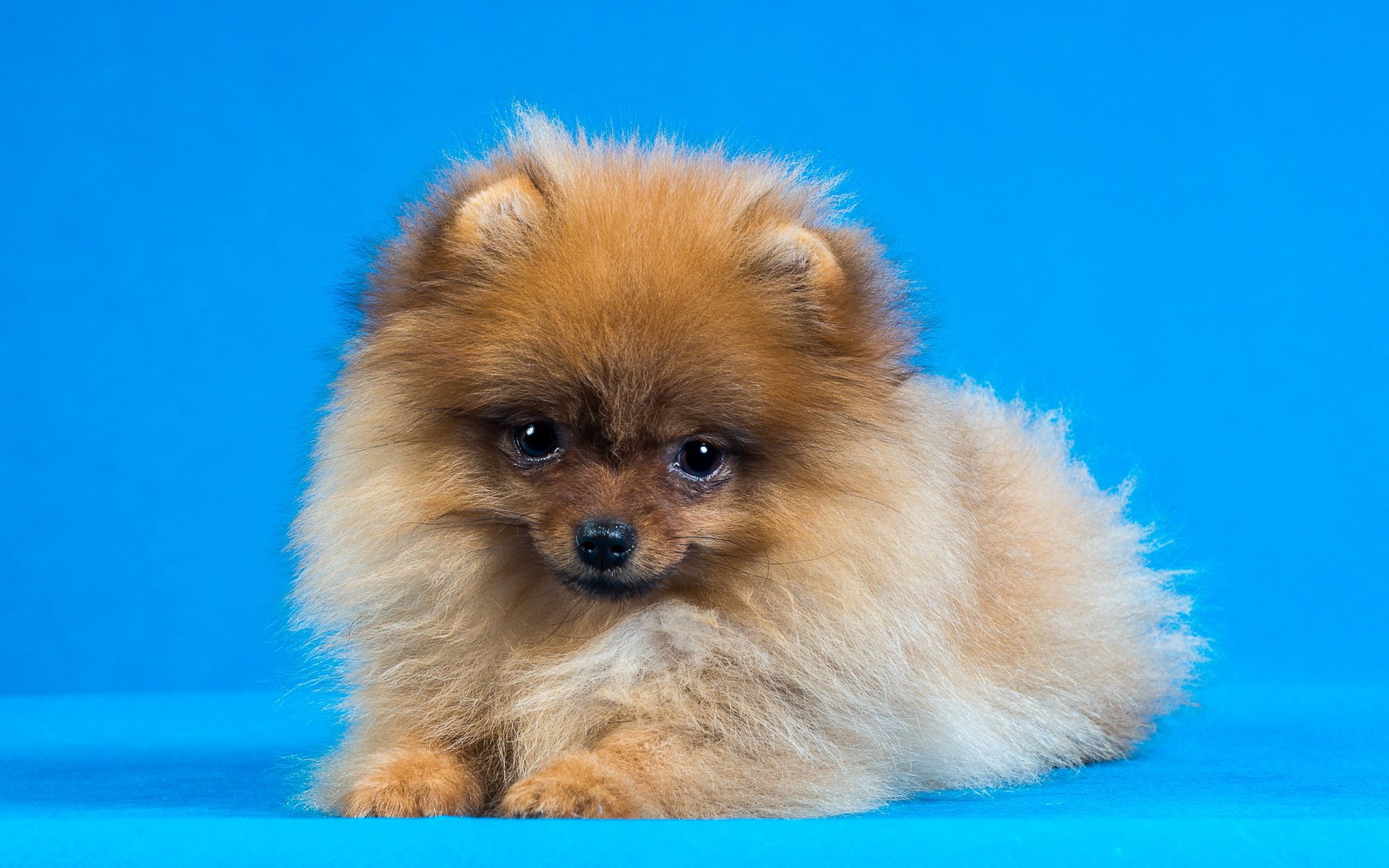 dog view background