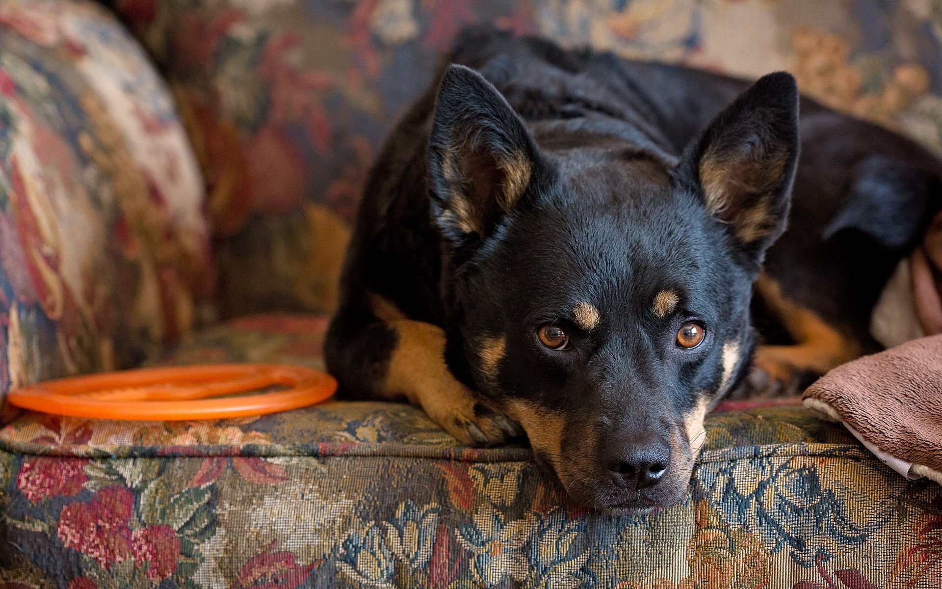 chien regard ami