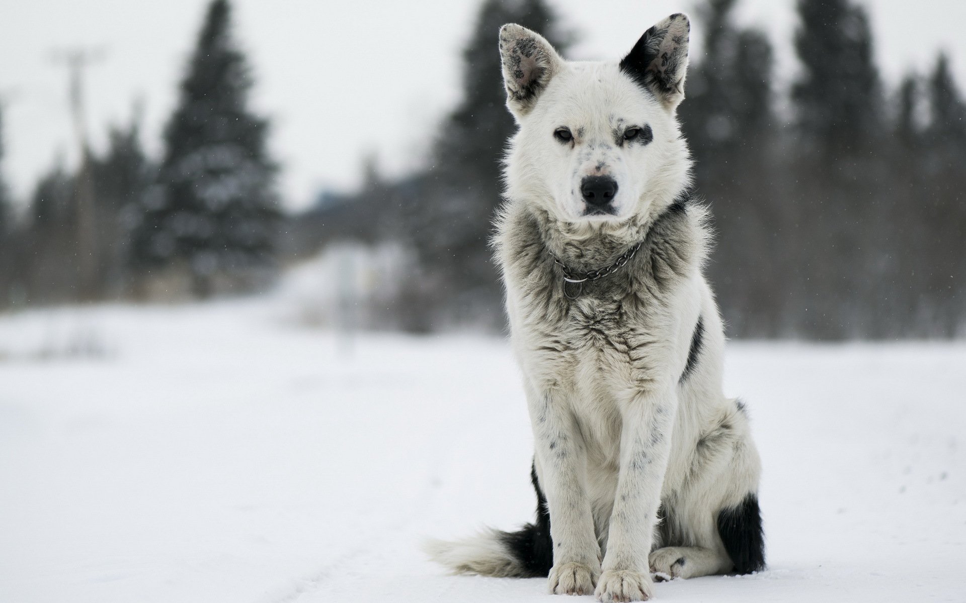 chien regard ami