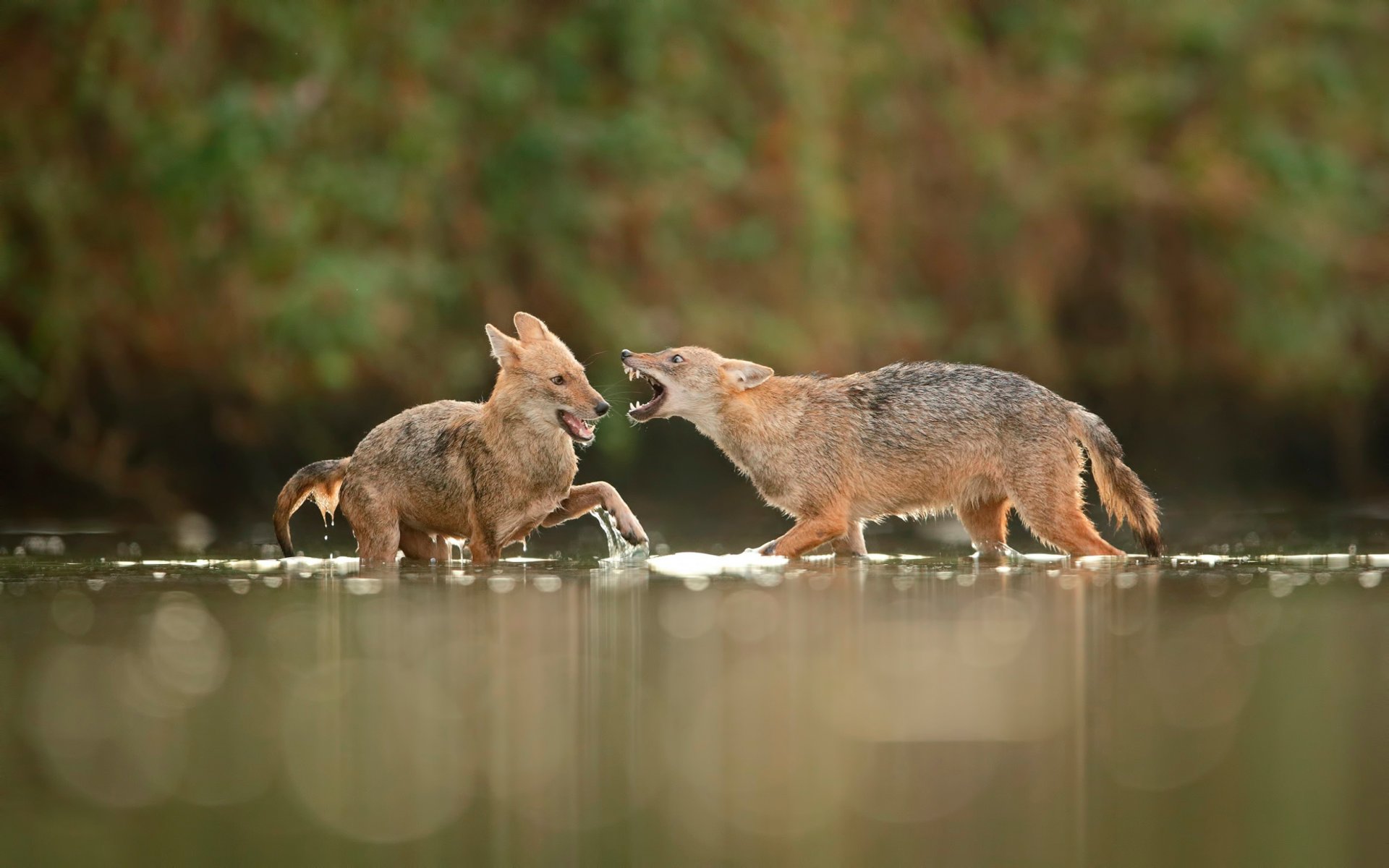 schakale im wasser kampf