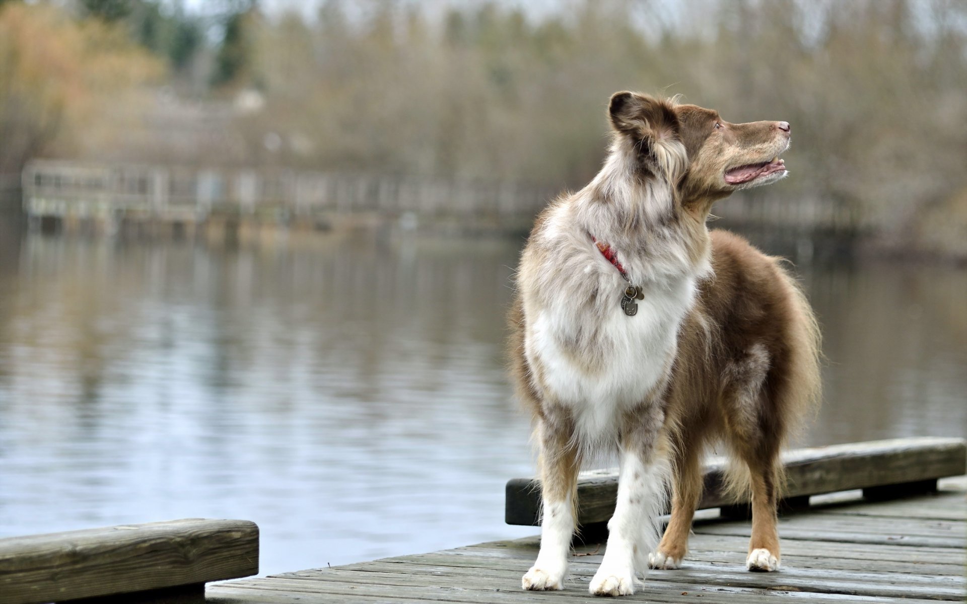 cane ponte lago