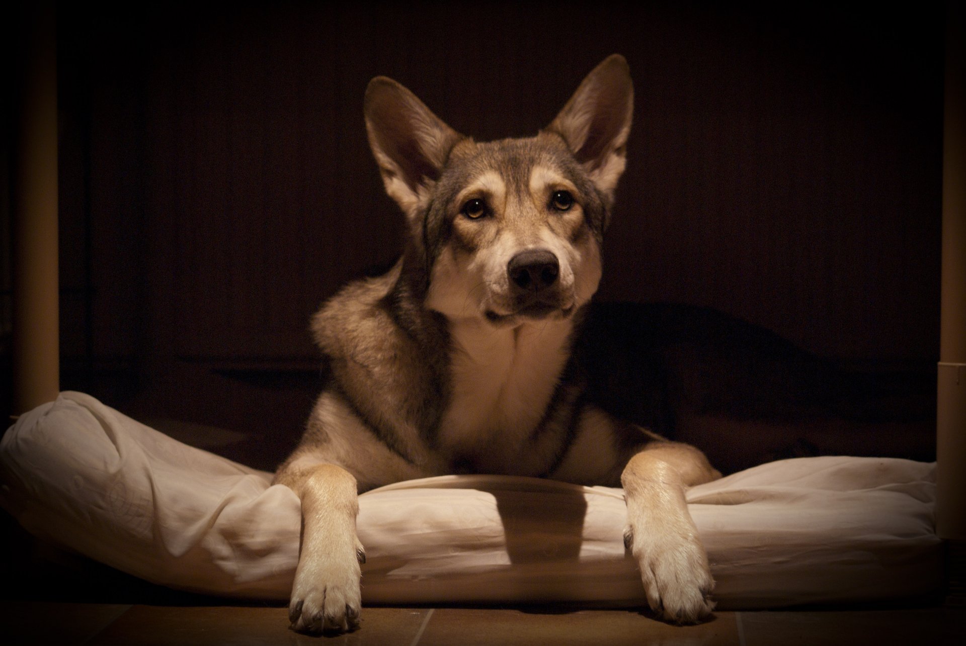 dog other wolf saarlossky volfhund view