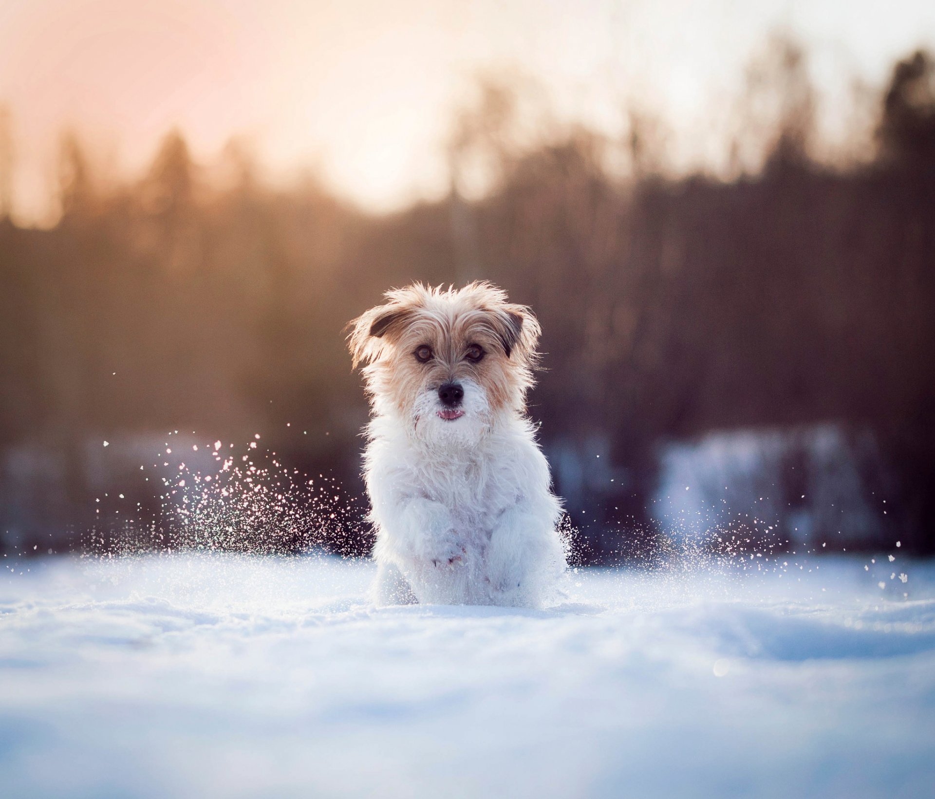 dog running snow