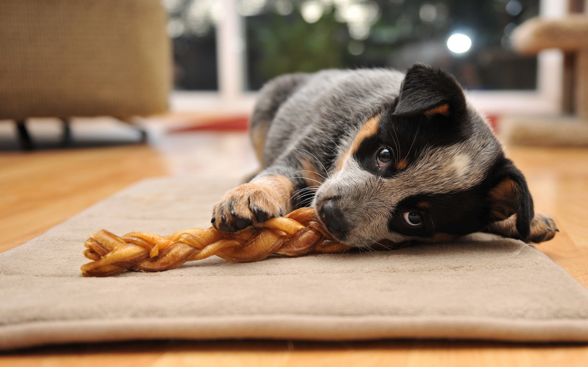 dog puppy view other