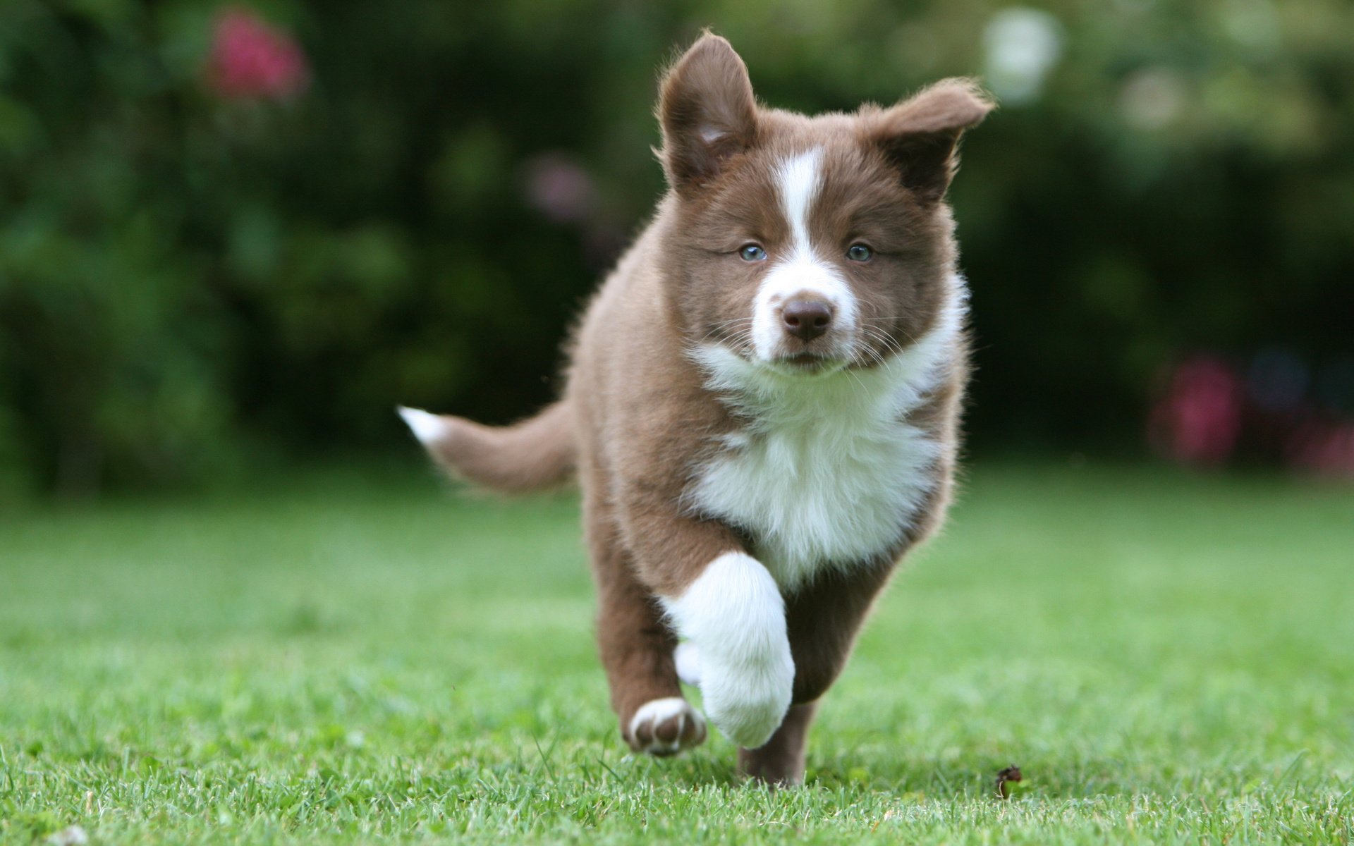 husky puppy walks gra