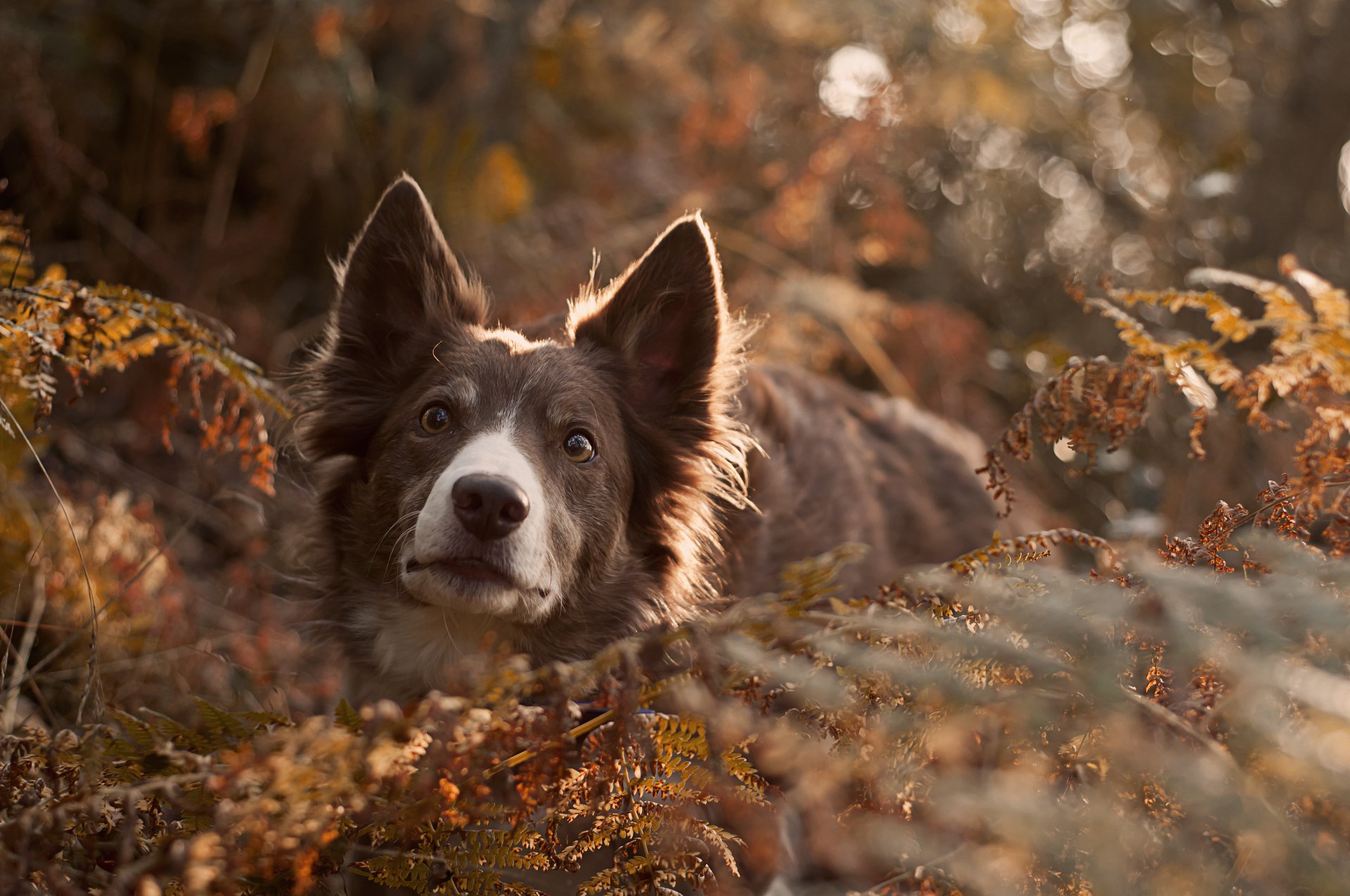 dog view other