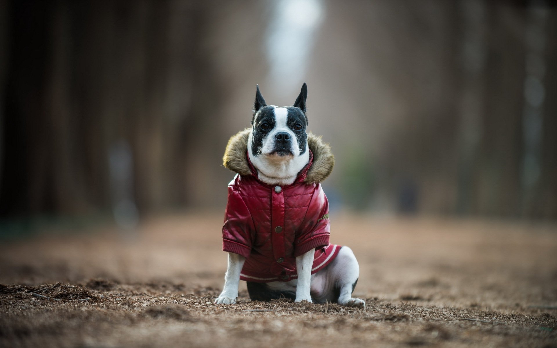 cane sguardo amico boston terrier