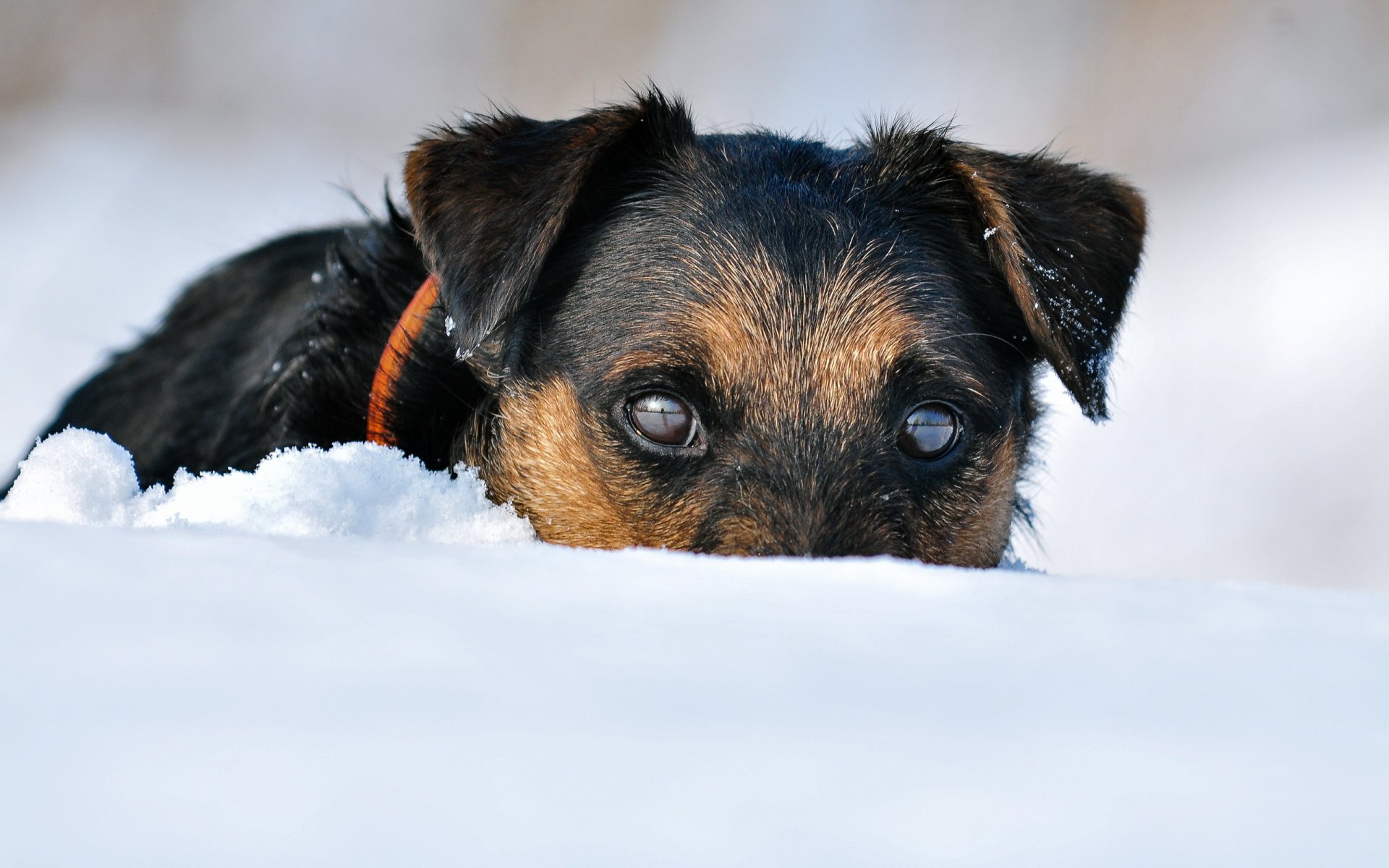 jagd terrier chien neige hiver