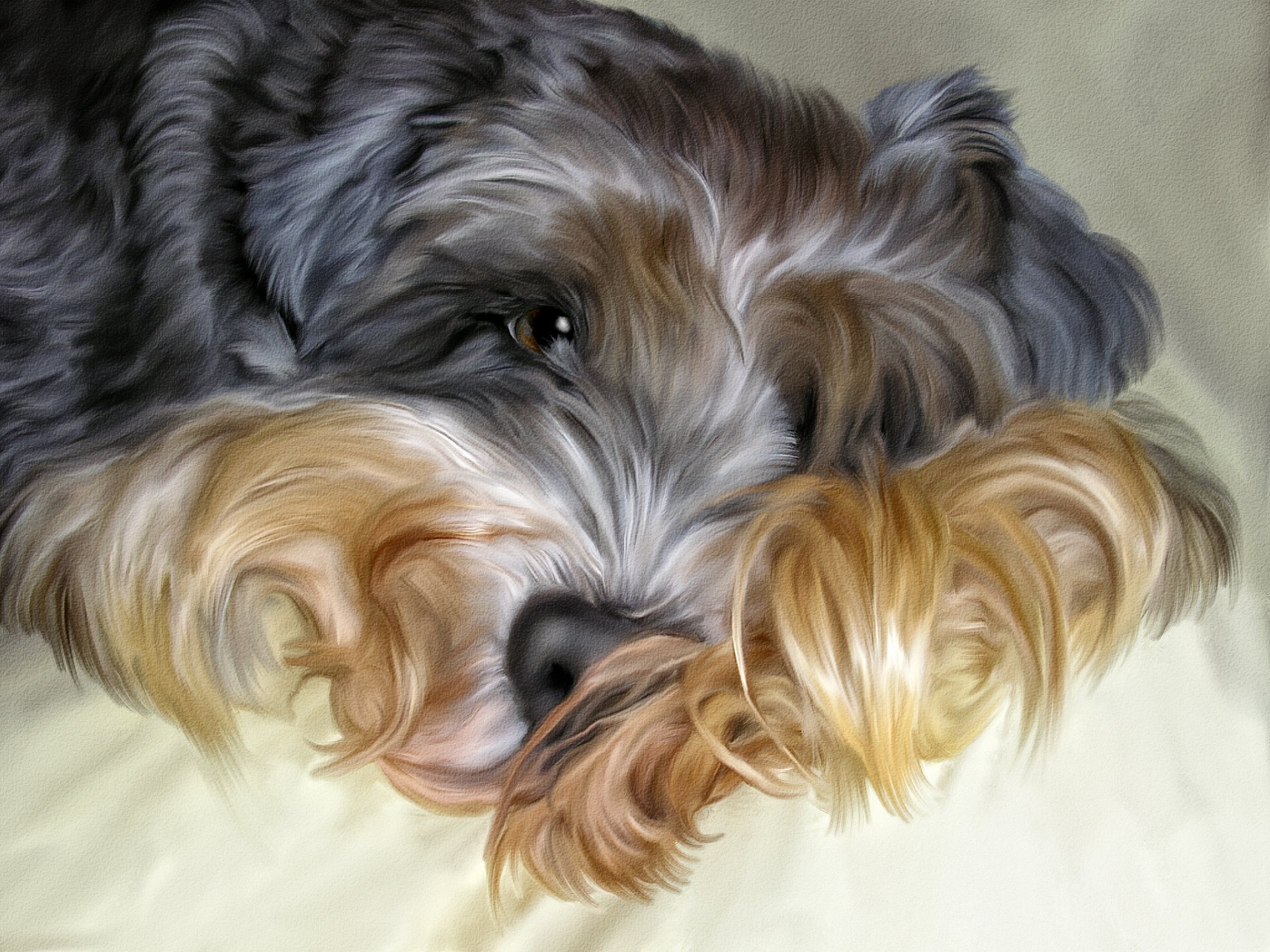 chien shaggy photoshop