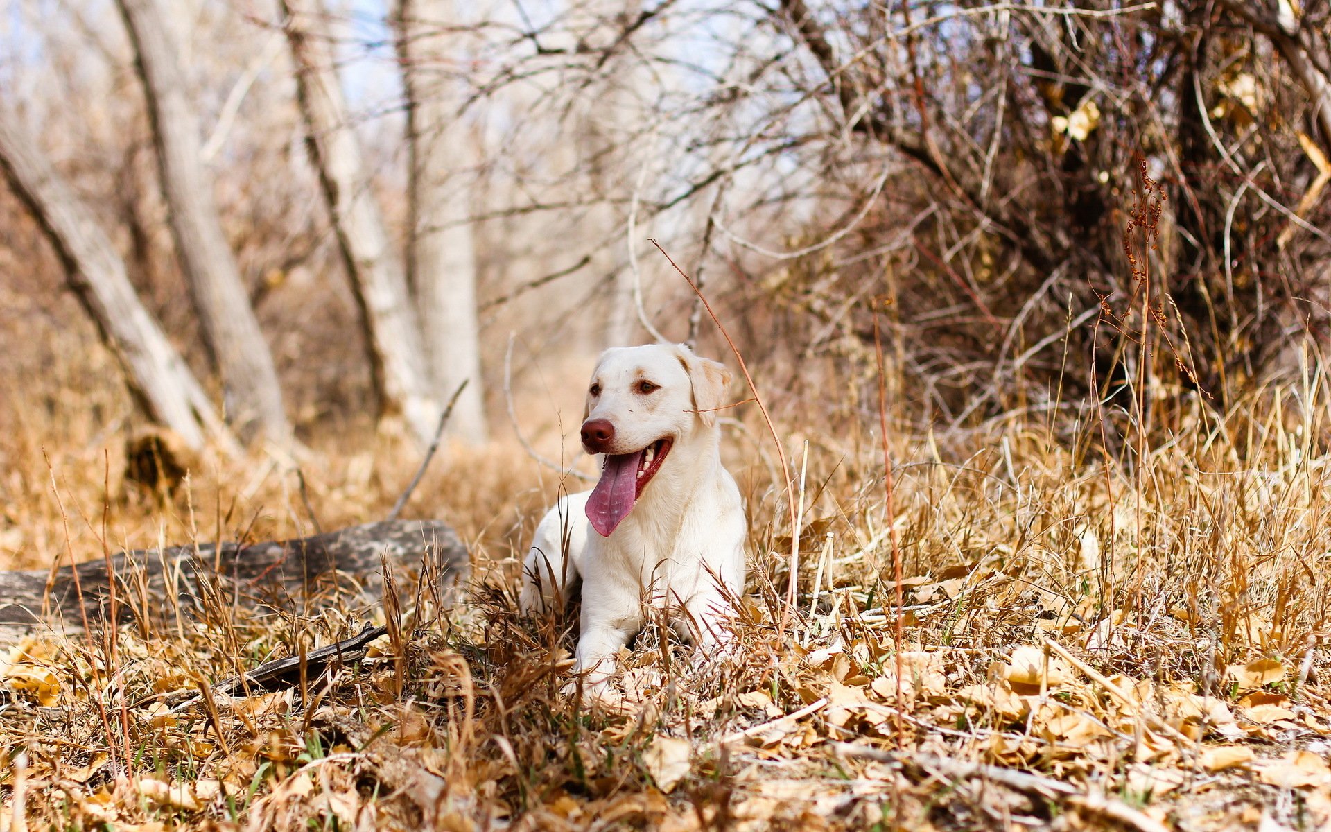 cane foresta autunno