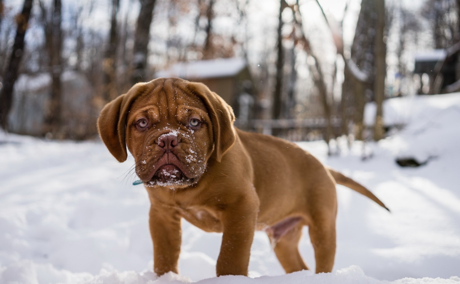 perro mirada amigo