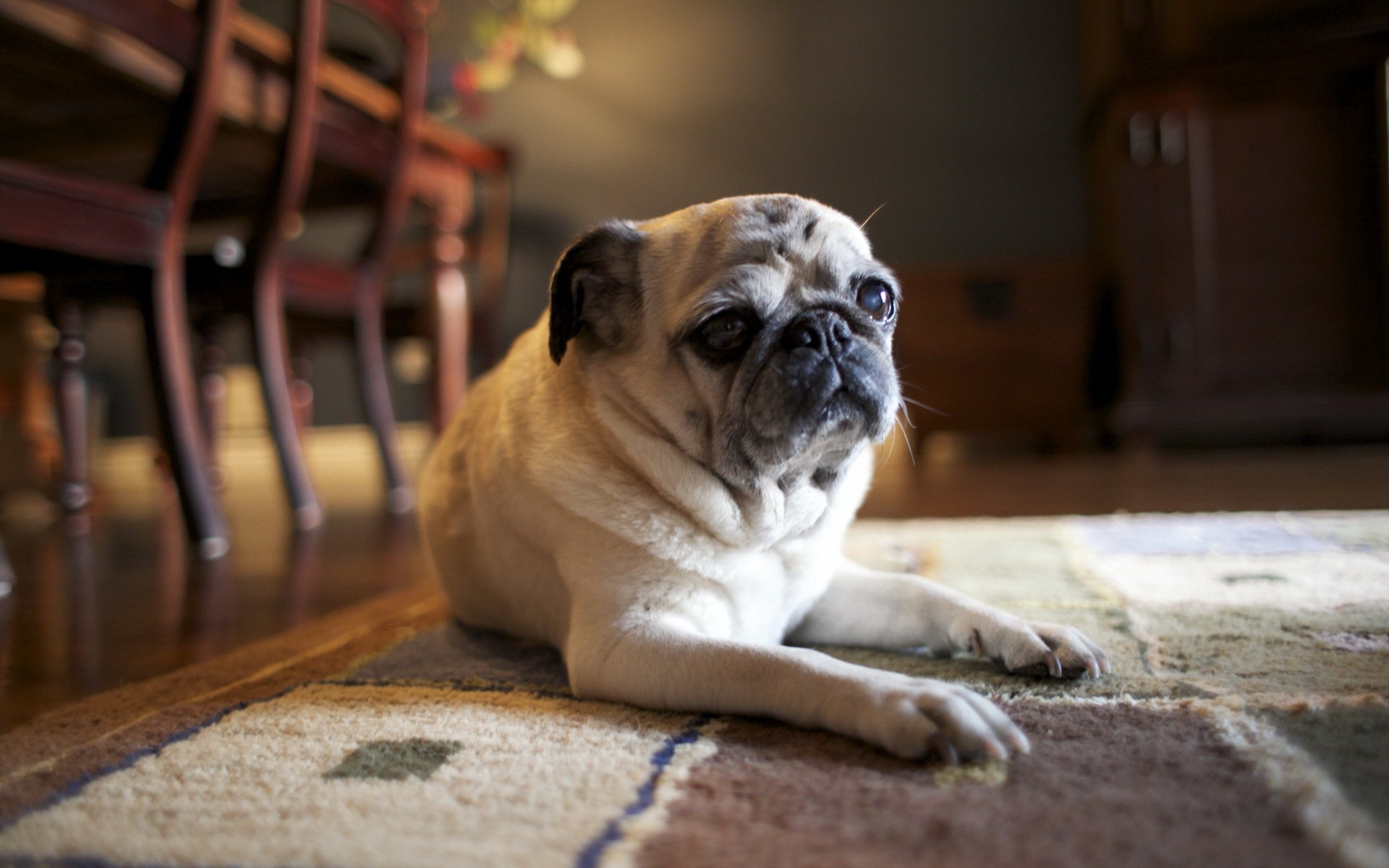 hund freund haus