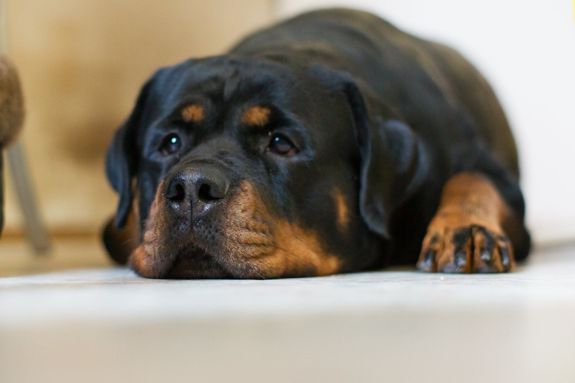 pies spojrzenie smutek rottweiler