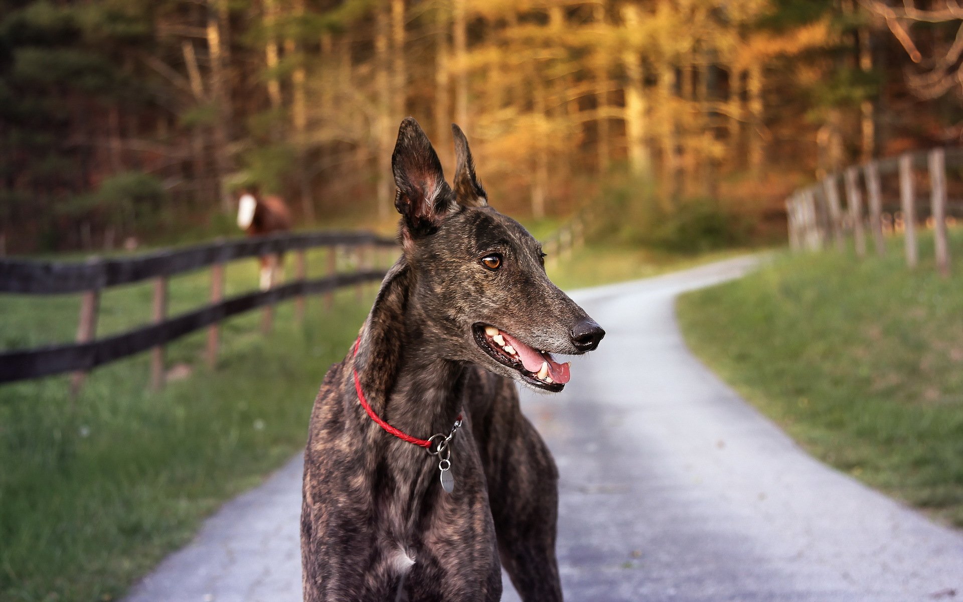 hund blick freund