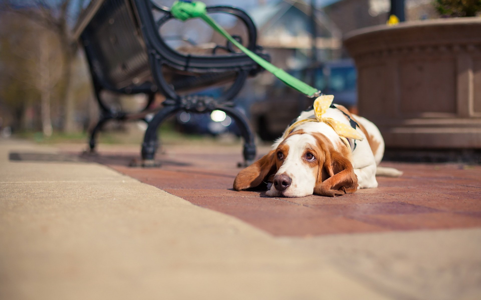 chien vue ami rue