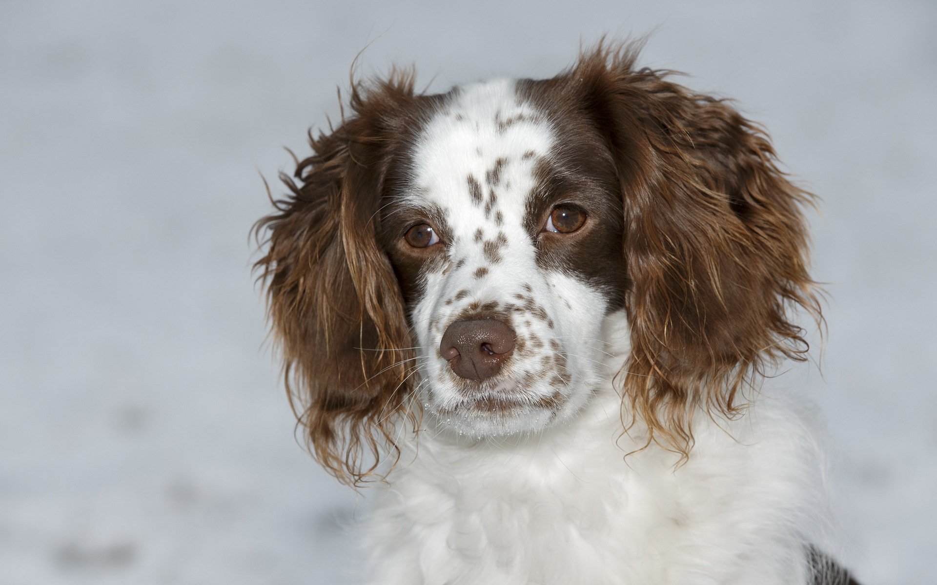 hund blick freund