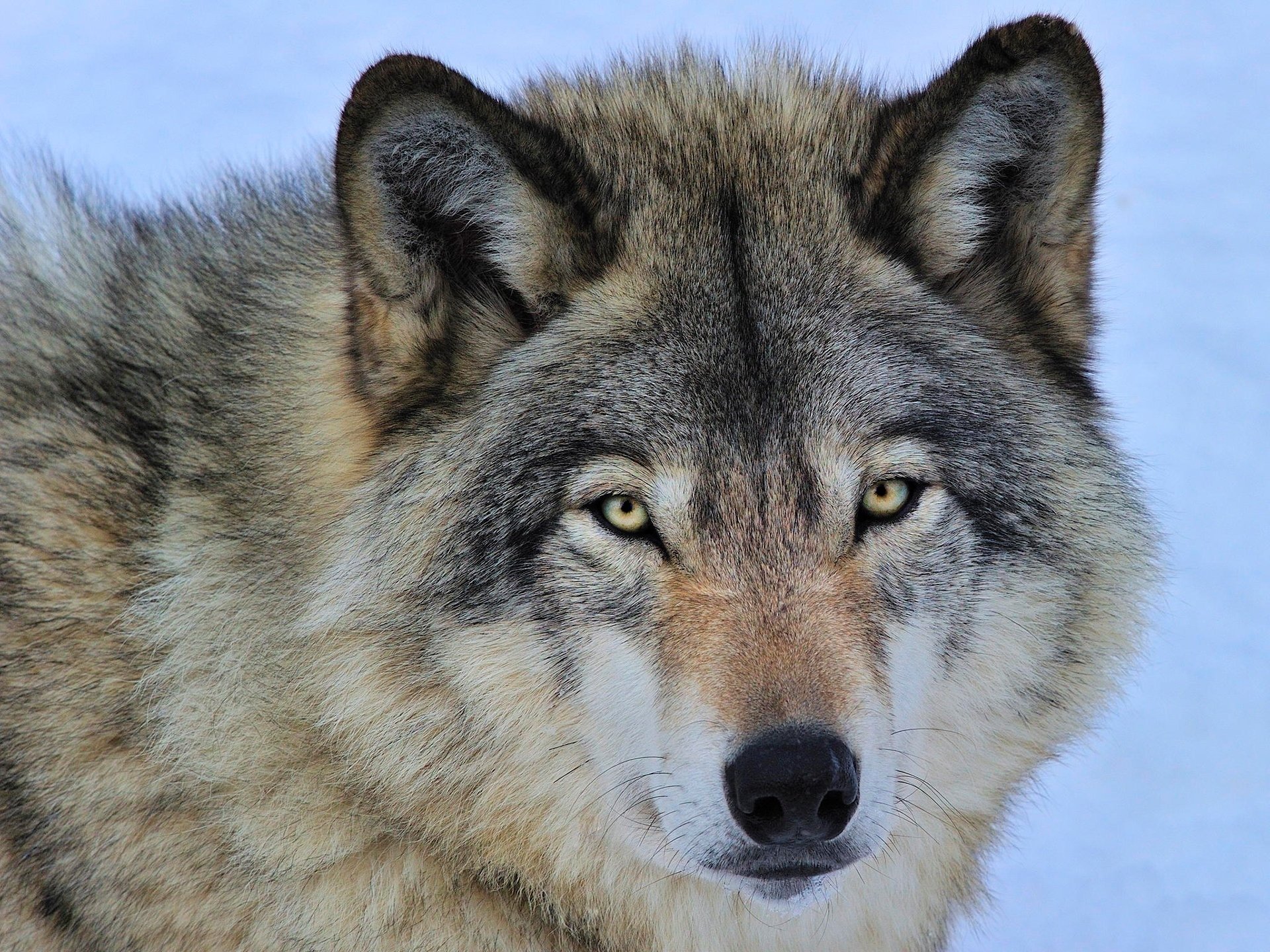 lobo depredador gris hocico ojos