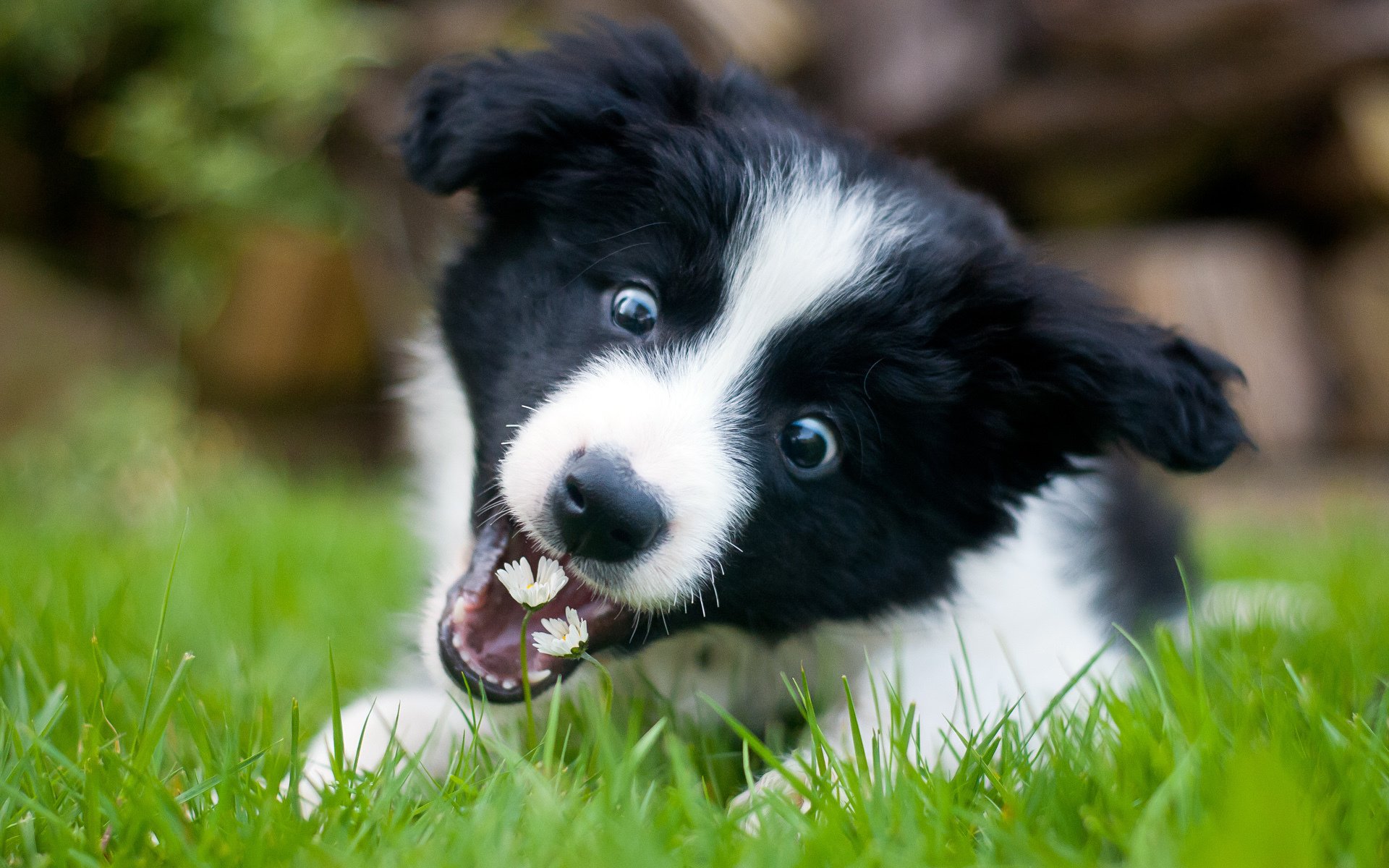 collie chiot fleurs ludique papier peint