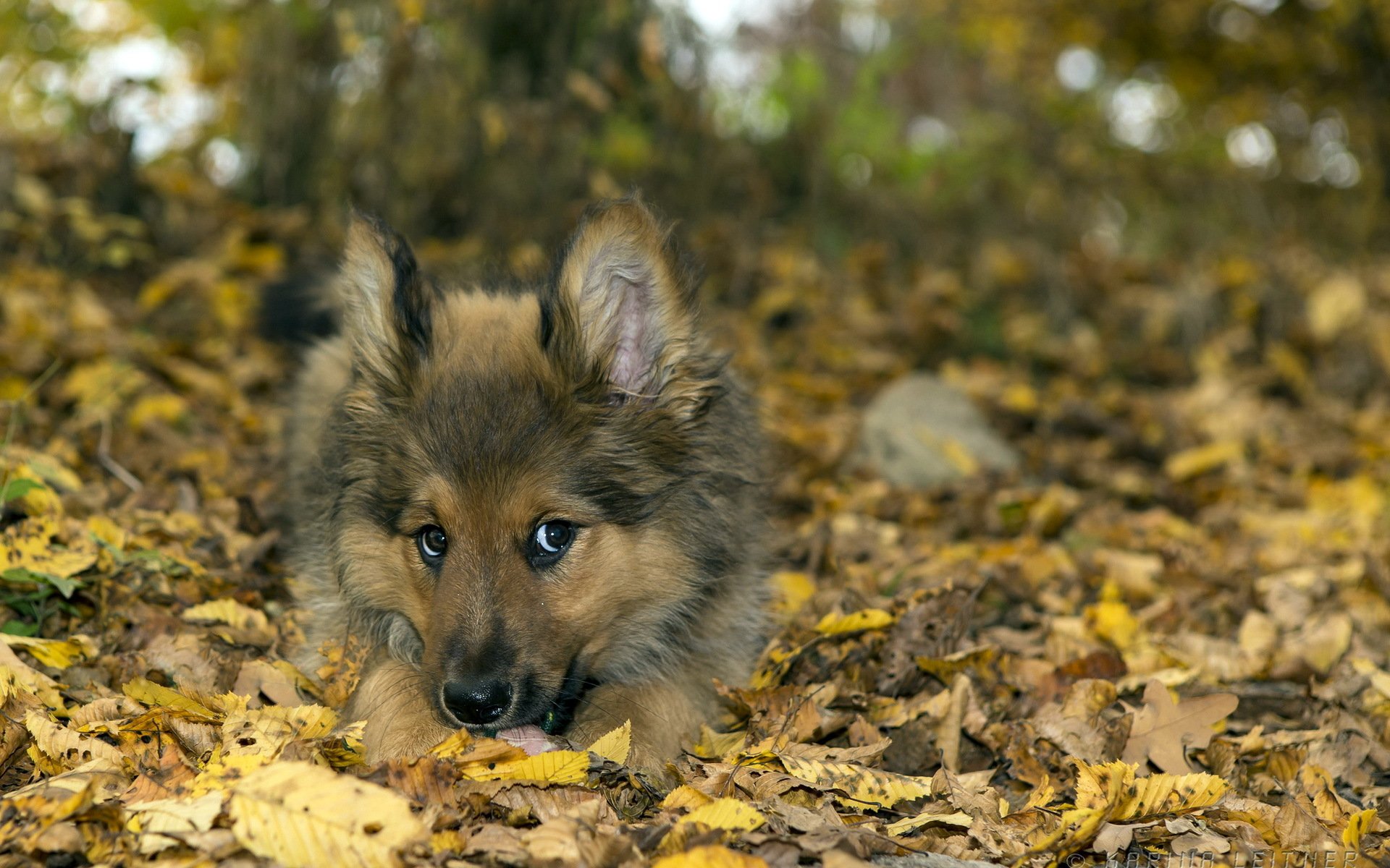 chien ami nature
