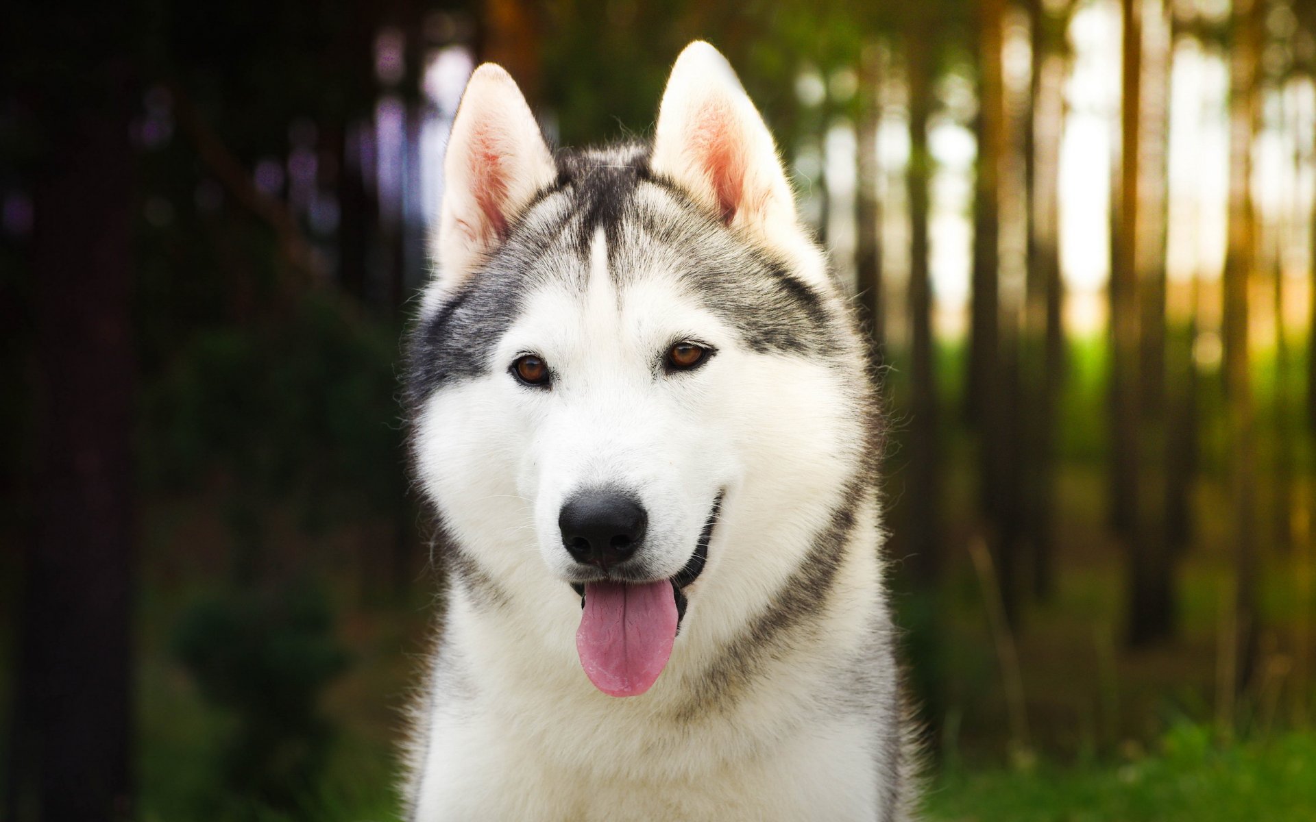 perro mirada amigo