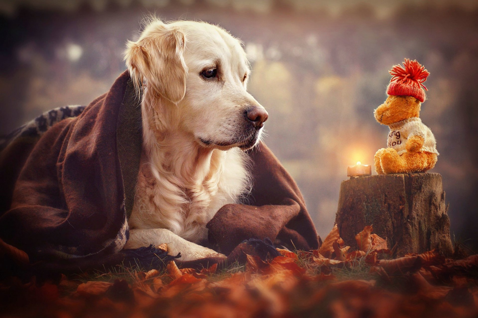 blick hund spielzeug