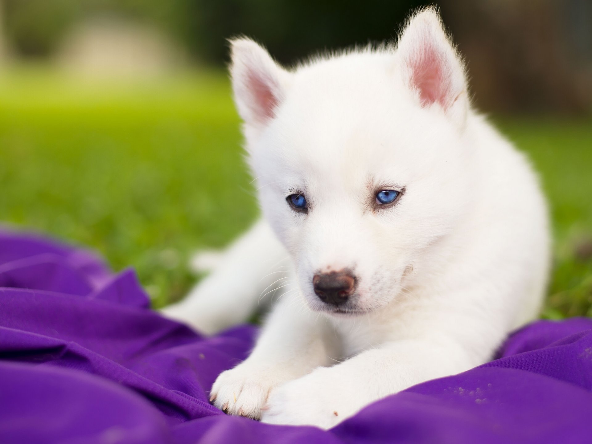 husky sibérien chiot blanc yeux bleus