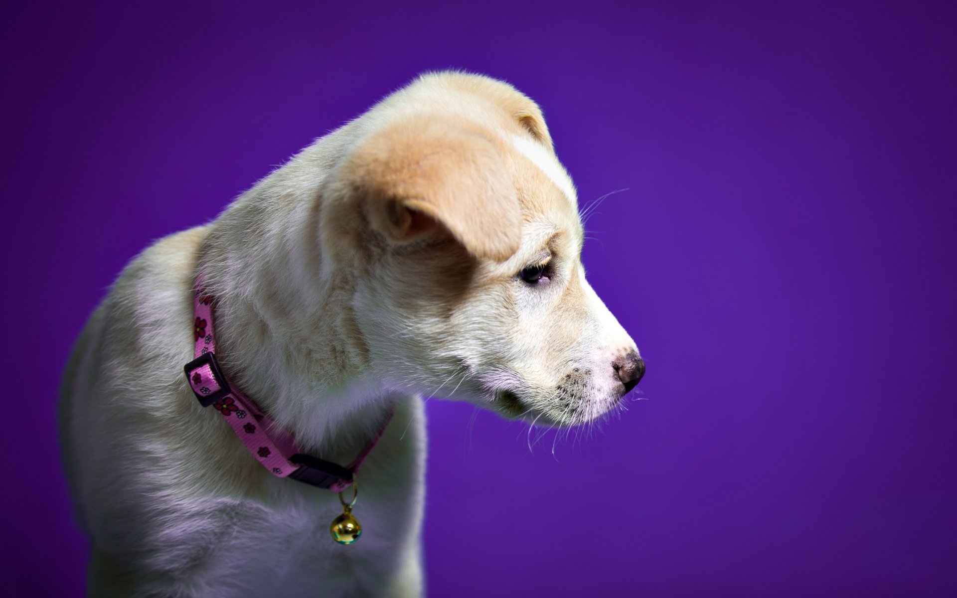 dog view other