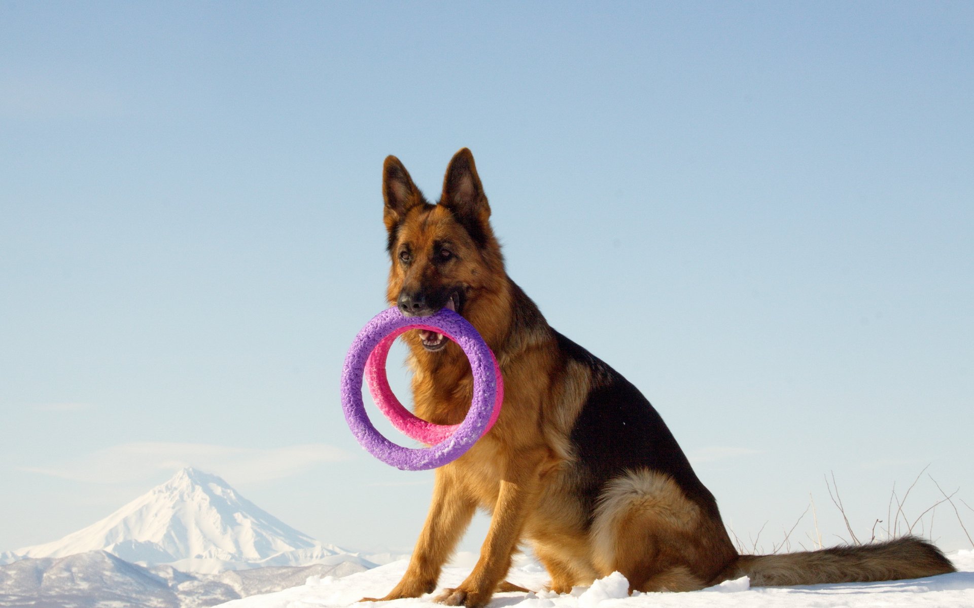 dog view other