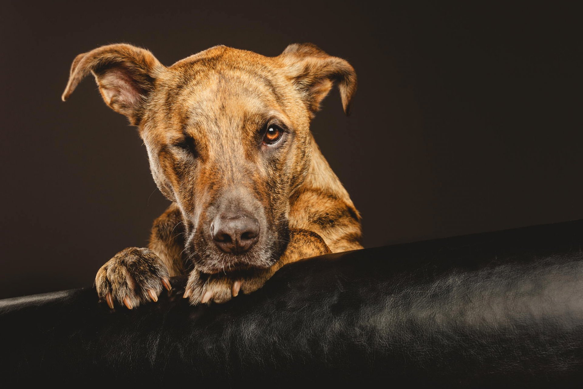 dog dog muzzle look paws background