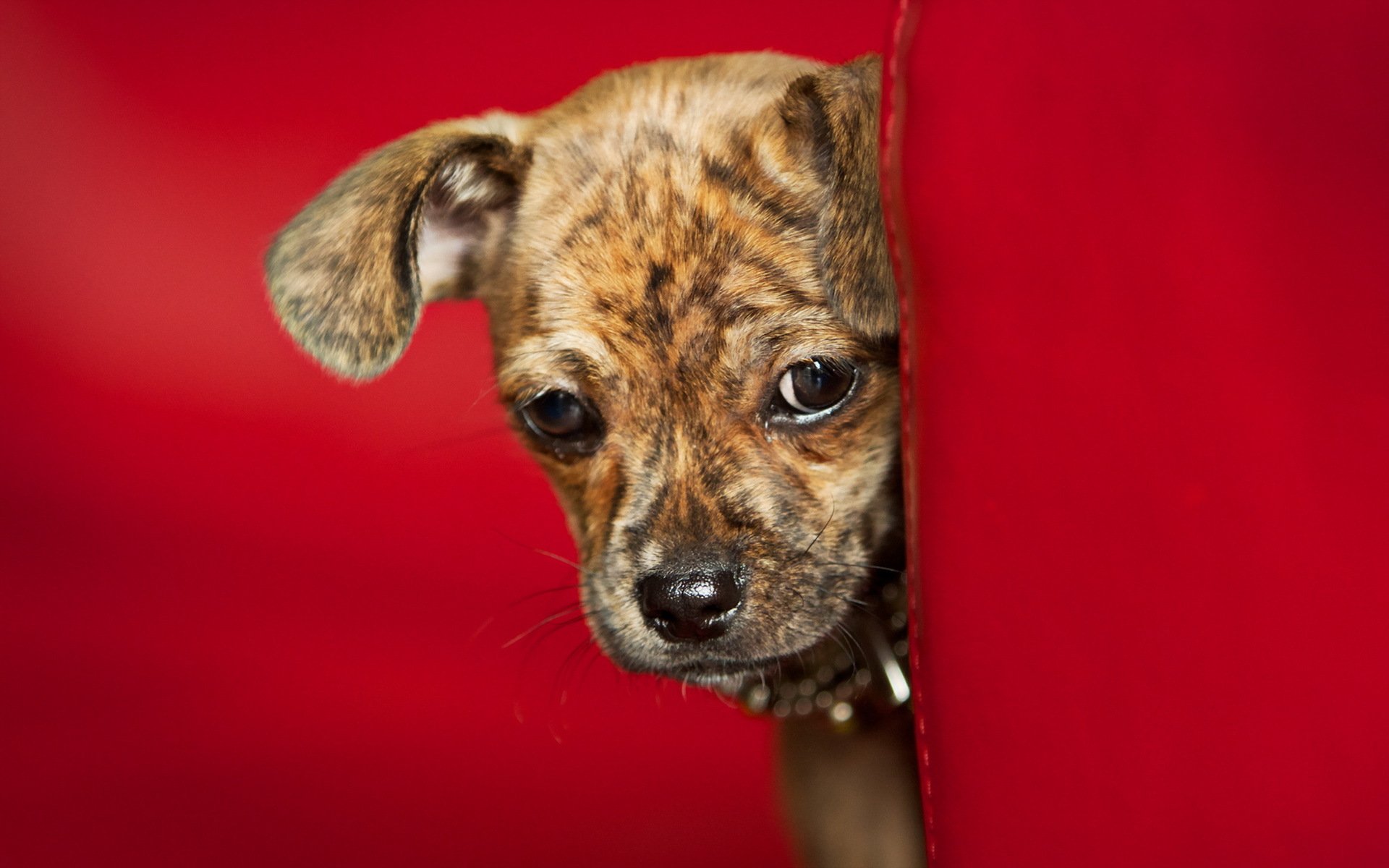 hund blick freund
