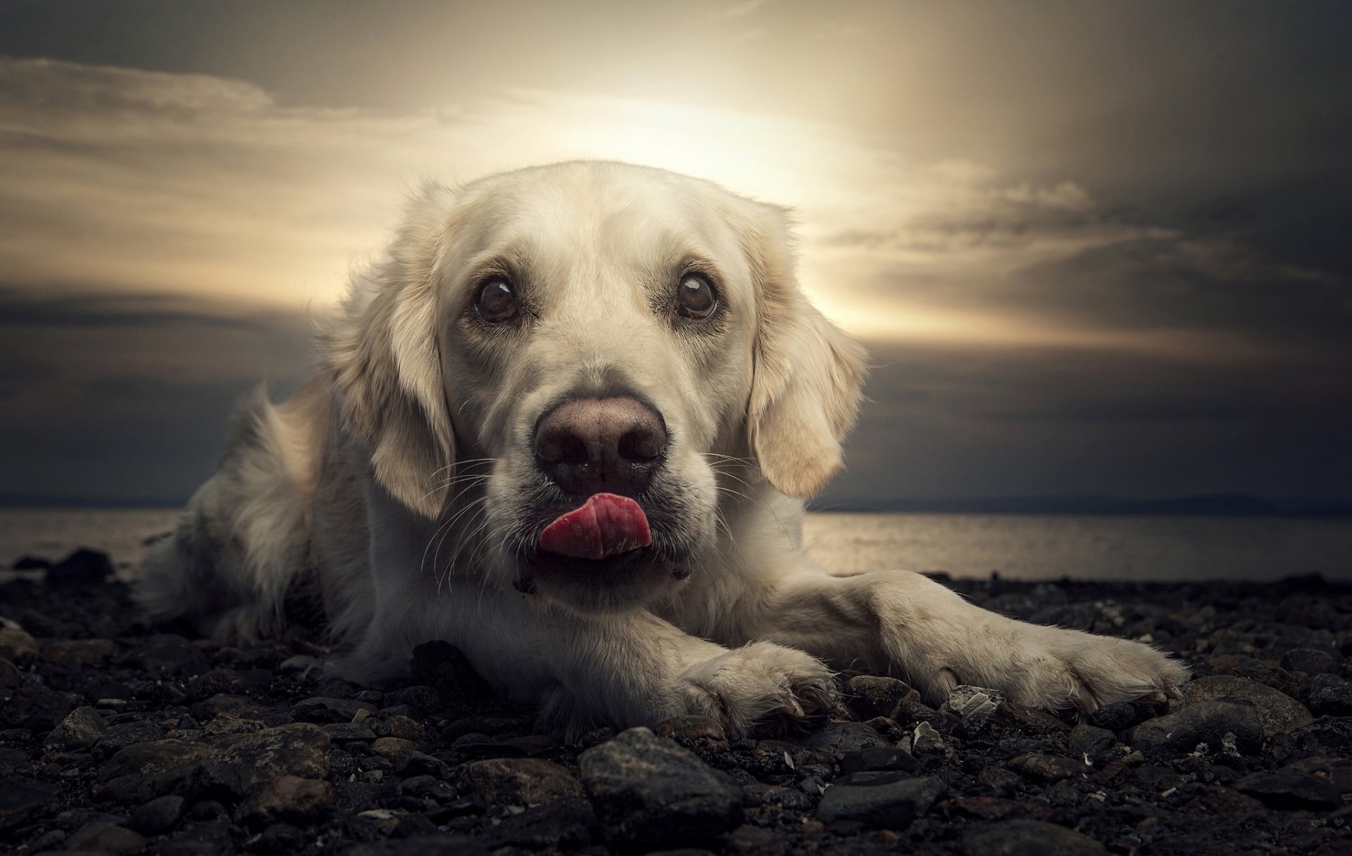labrador perro playa puesta de sol retrato