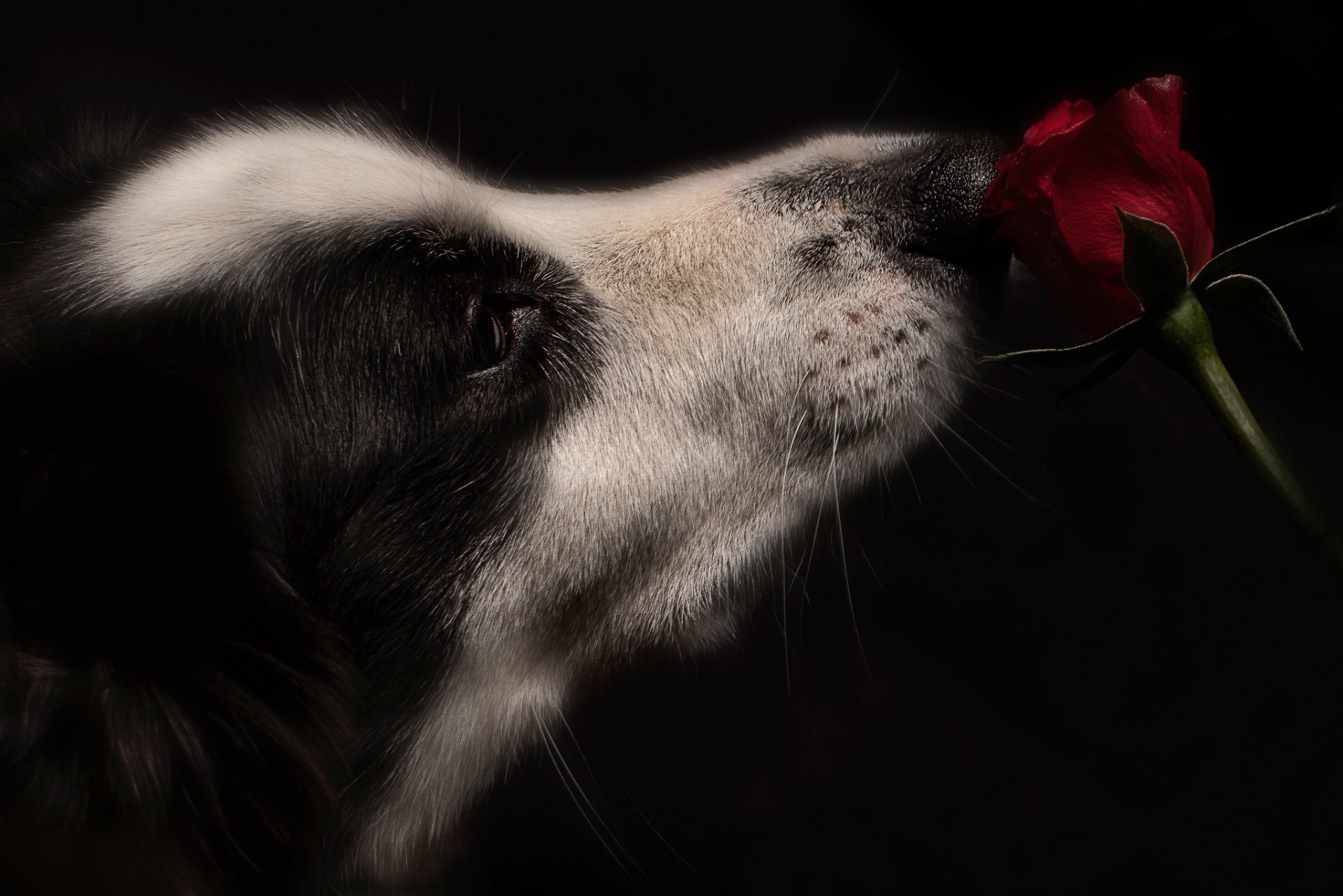 flower rose dog