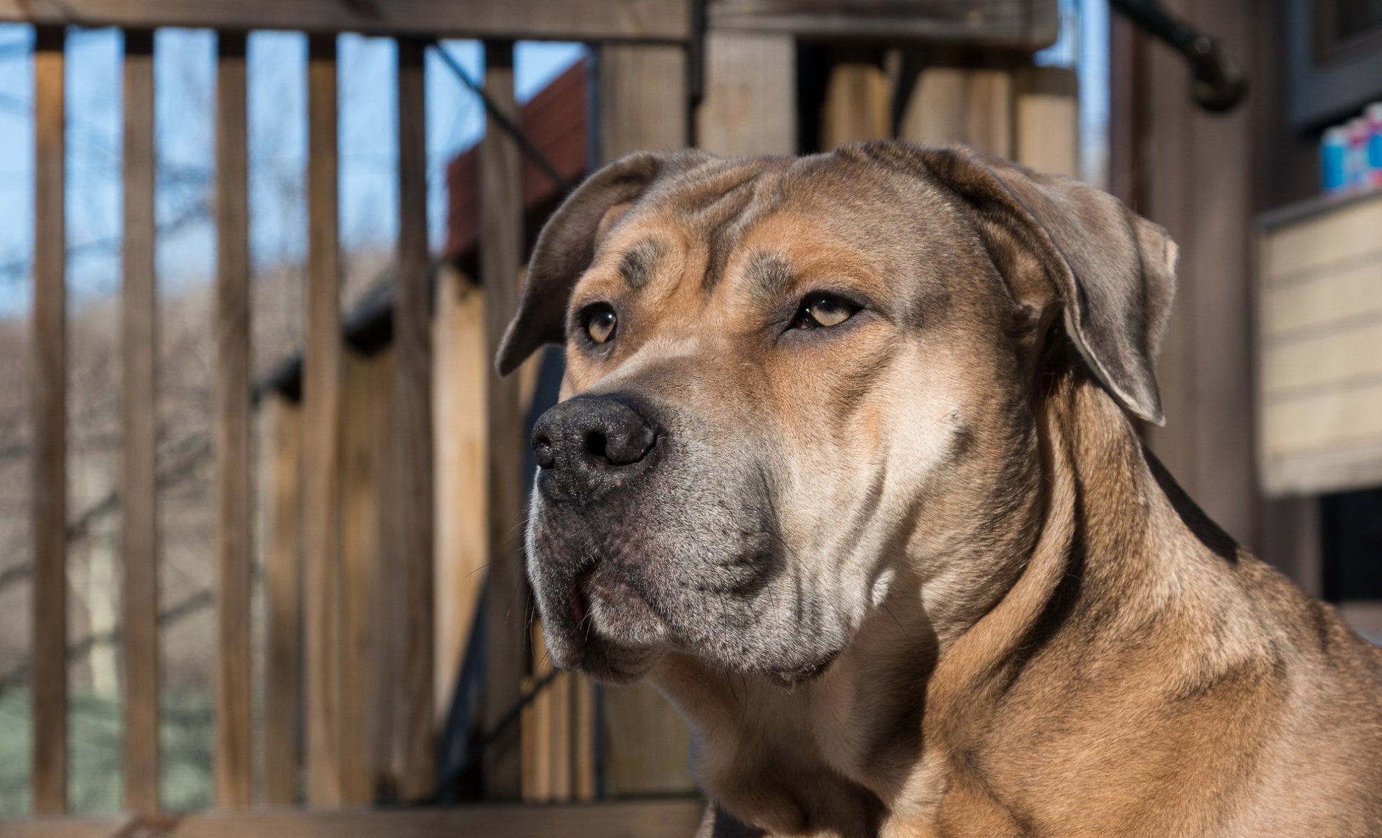 perro mirada amigo