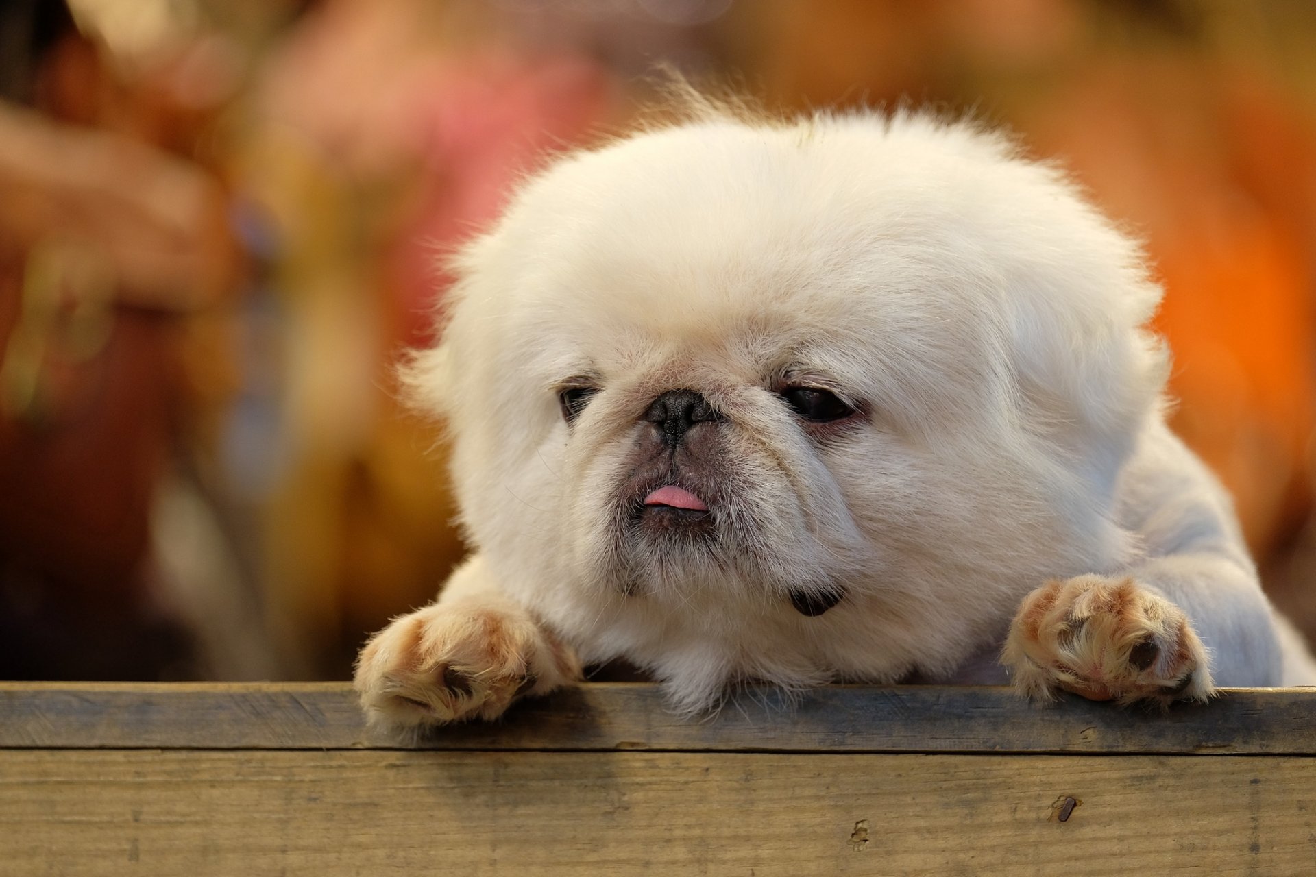 planche chiot moelleux langue